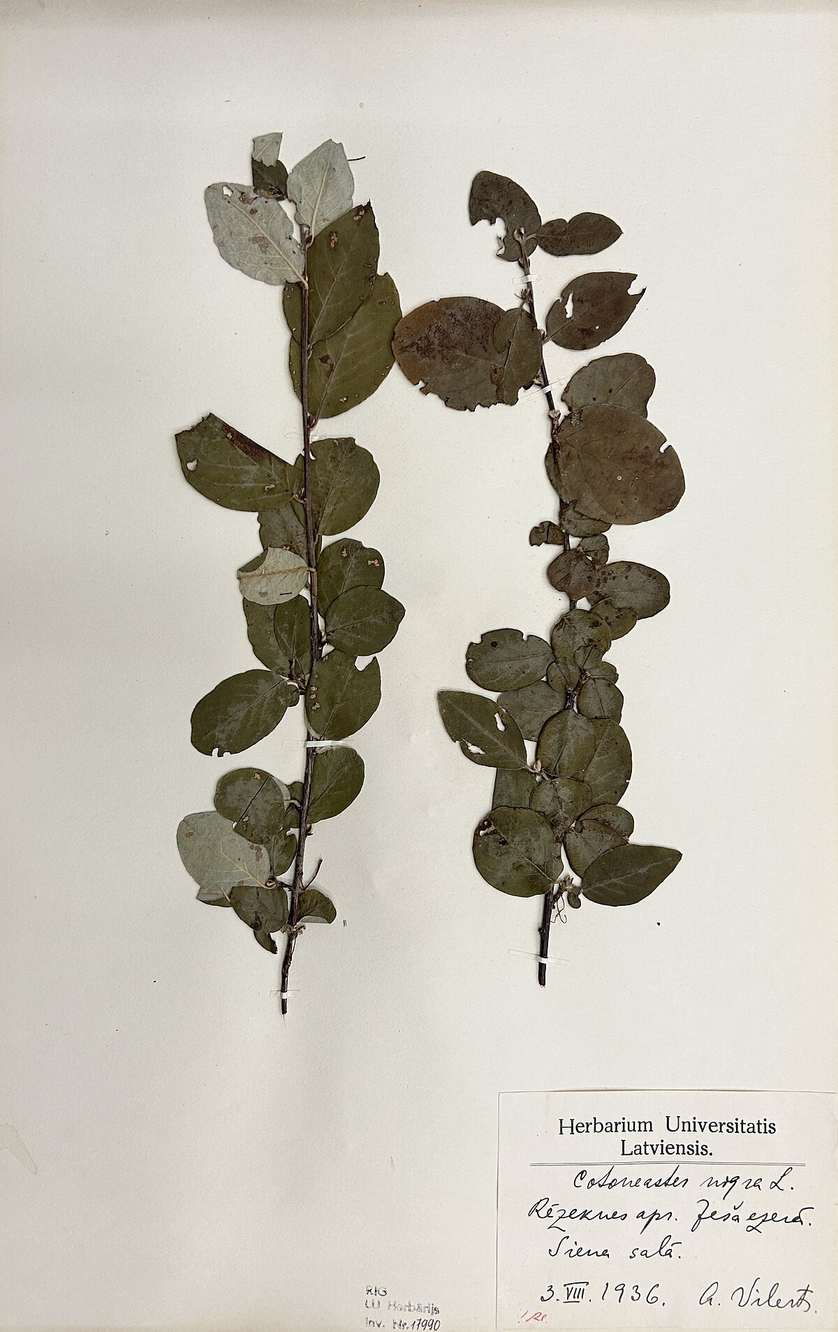 Melnās klintenes (Cotoneaster niger) herbārijs. Ievācis A. Villerts Ješa ezera Siena salā 1936. gada 3. augustā. Foto: LU Muzeja krājums Melnās klintenes (Cotoneaster niger) herbārijs. Ievācis A. Villerts Ješa ezera Siena salā 1936. gada 3. augustā. Foto: LU Muzeja krājums