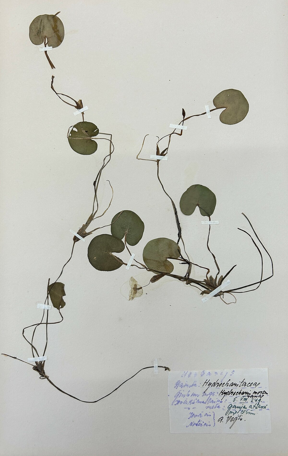Parastās mazlēpes herbārijs no Herbarium Latvicum. Ievācis A. Veģis 1924. gadā. LUM krājums Parastās mazlēpes herbārijs no Herbarium Latvicum. Ievācis A. Veģis 1924. gadā. LUM krājums