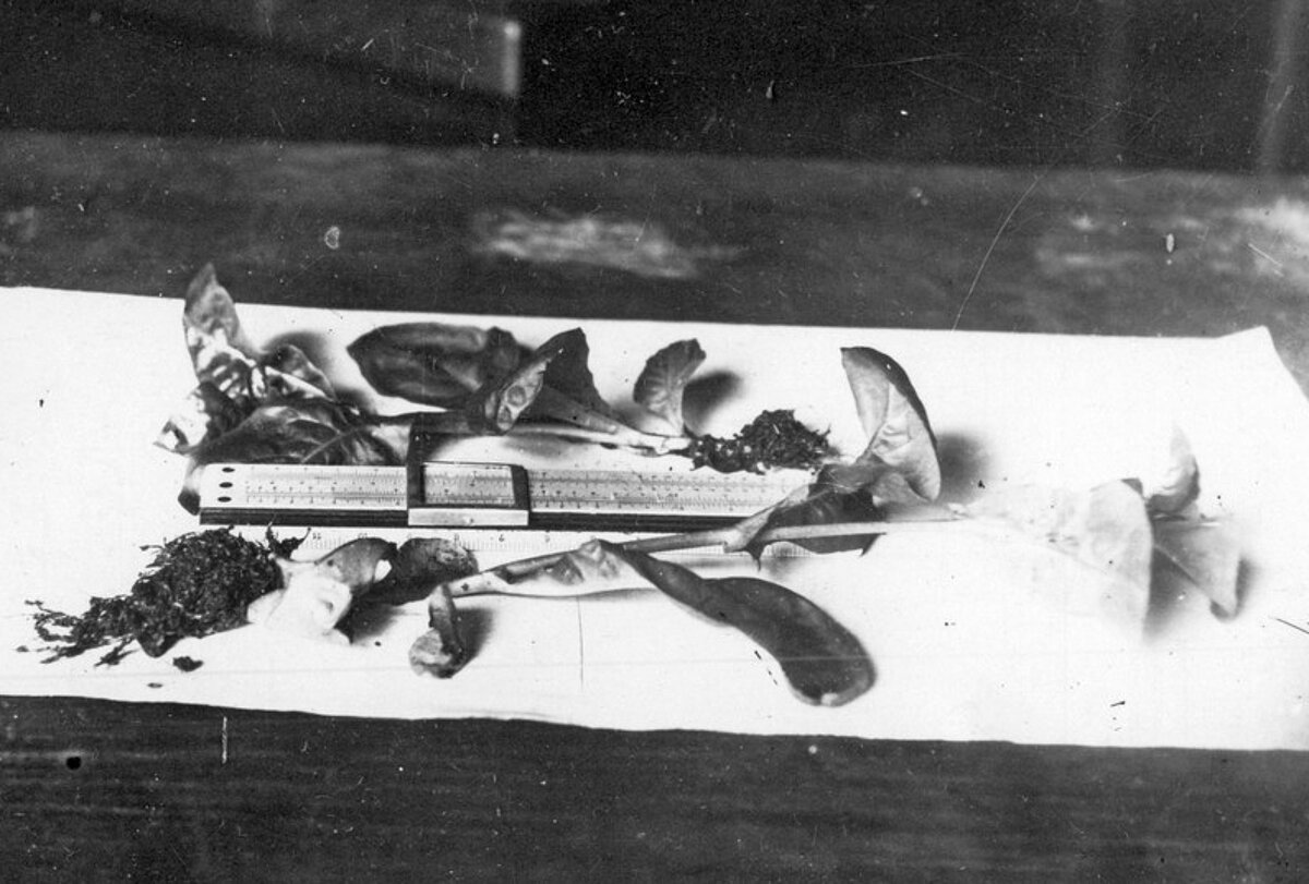 Kāpostu stāds ar lineālu. Foto: F. Canders