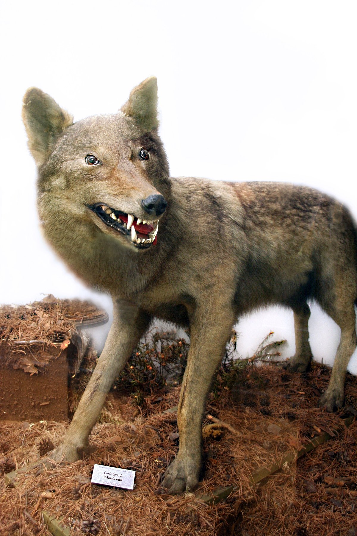 Pēc 19. gs izbāzeņu izgatavošanas tradīcijām pelēkais vilks Canis lupus attēlots kā negants plēsoņa ar atplēstie ilkņiem. Foto: S. Livdāne