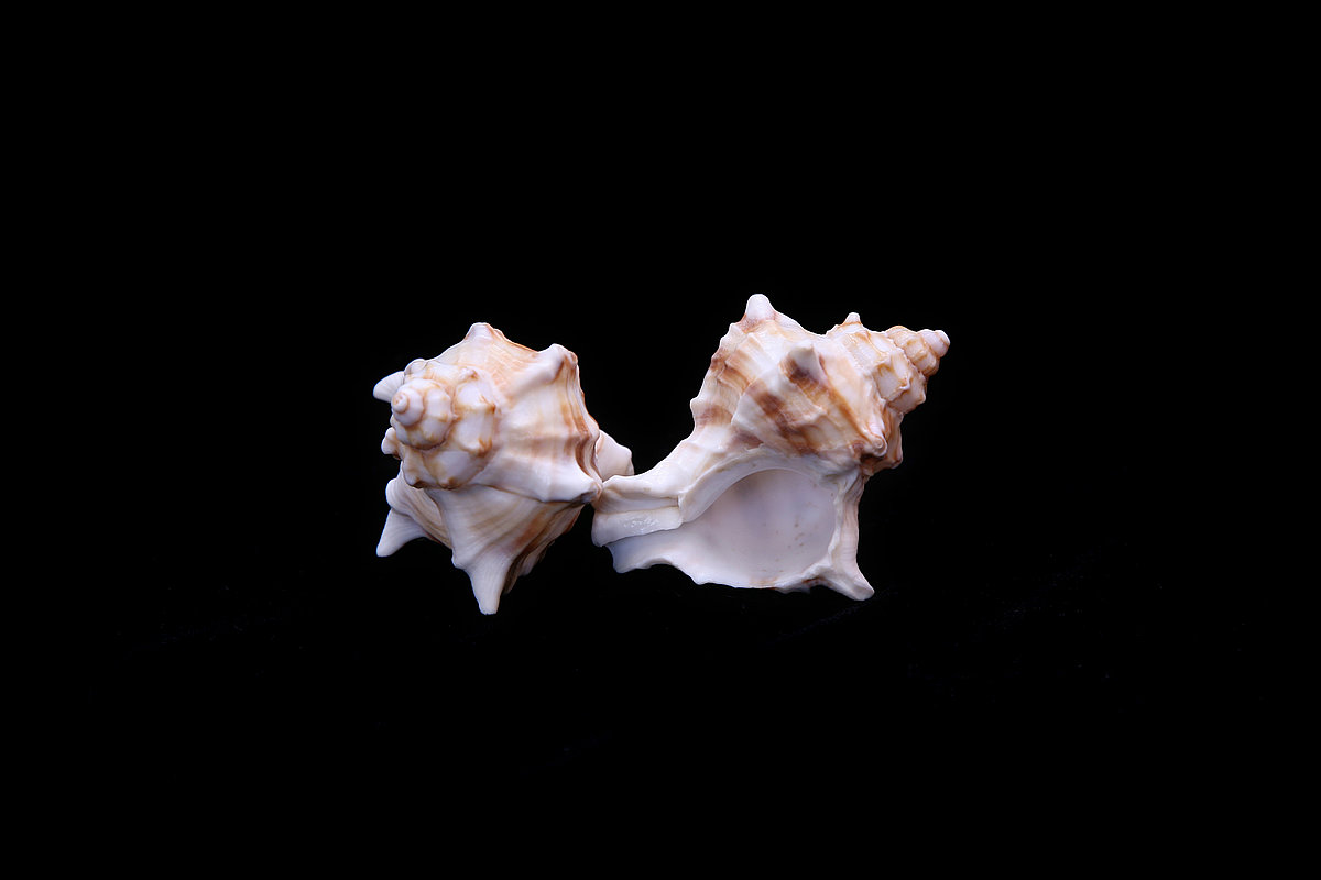 Joslainais purpurgliemezis <i>Hexaplex truncul</i>us Joslainais purpurgliemezis Hexaplex trunculus