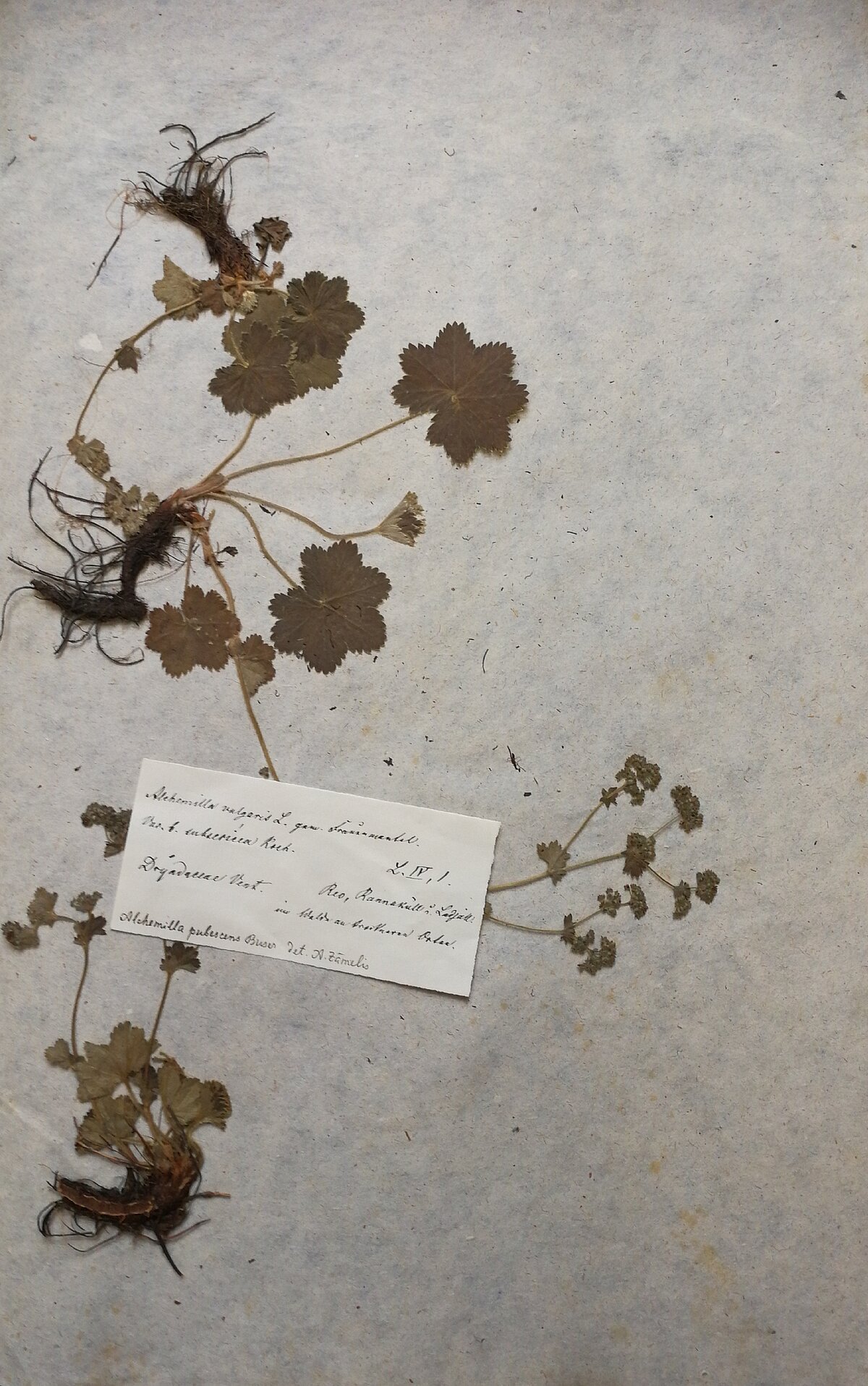 Raskrēsliņa Alchemilla paraugs J. Esera herbārijā. Bez datējuma. LU Muzeja krājums Raskrēsliņa Alchemilla paraugs J. Esera herbārijā. Bez datējuma. LU Muzeja krājums