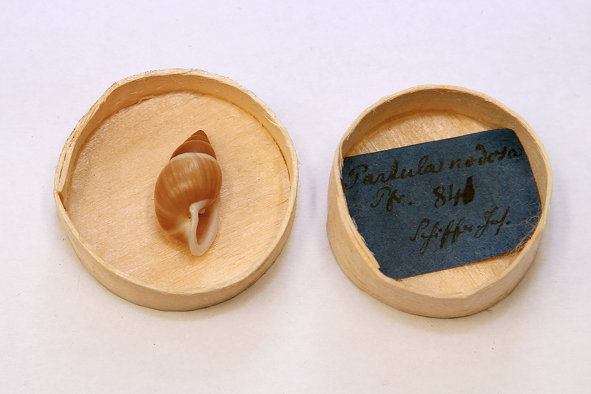 Partula nodosa