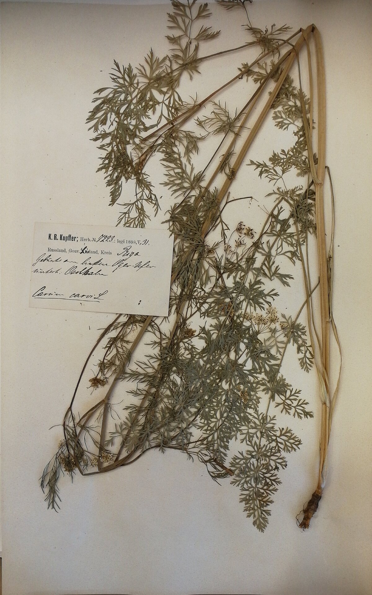 Pļavas ķimenes herbārijs no Herbarium Balticum ievākts Ogres upes kreisajā krastā Ozolkalnos 1898. gada 31. maijā, kolektors K. R. Kupfers. LU Muzeja krājums Pļavas ķimenes herbārijs no Herbarium Balticum ievākts Ogres upes kreisajā krastā Ozolkalnos 1898. gada 31. maijā, kolektors K. R. Kupfers. LU Muzeja krājums