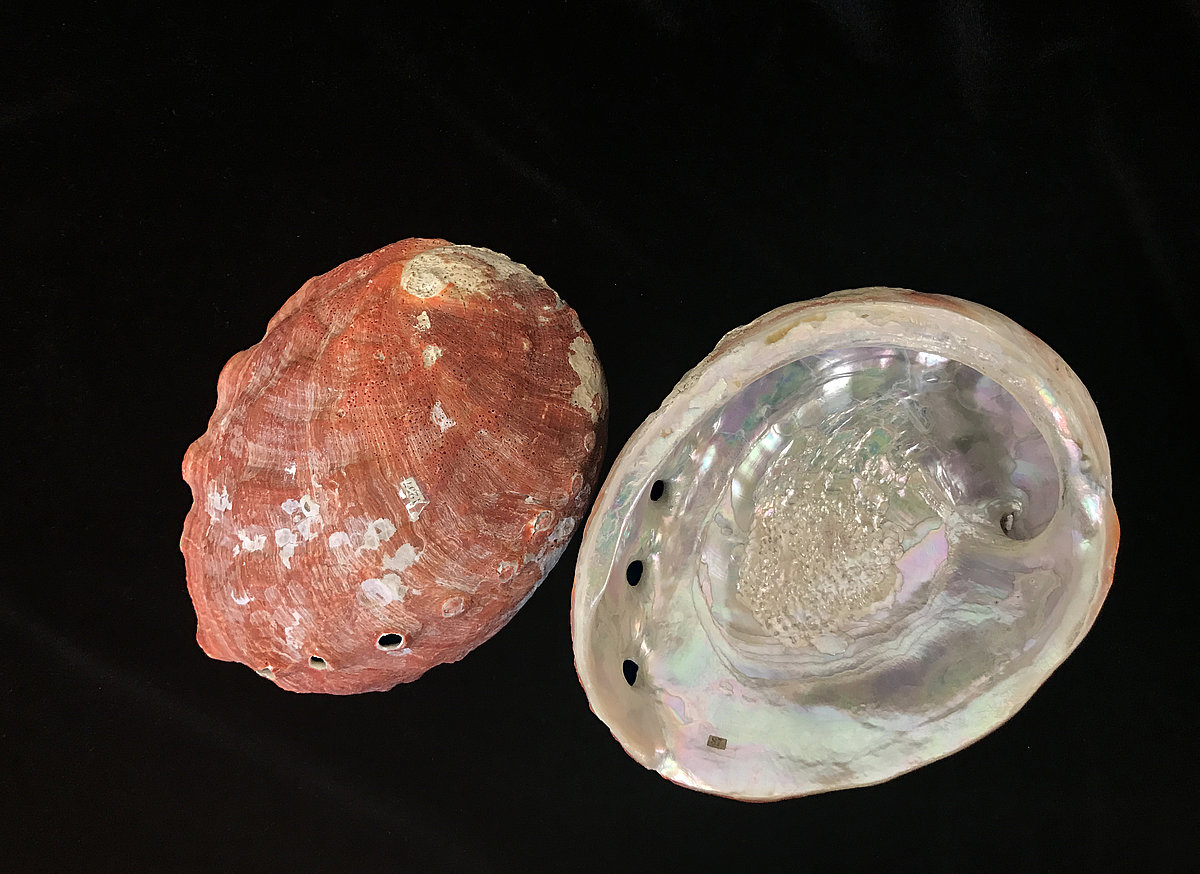 Sārtā jūrasauss <i>Haliotis rufescens</i> Sārtā jūrasauss Haliotis rufescens