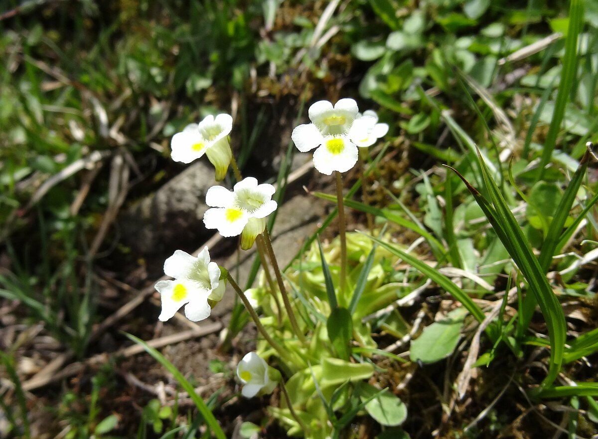 Alpu kreimule. https://commons.wikimedia.org/wiki/File:Pinguicula_alpina_L._(7441872358).jpg Alpu kreimule. https://commons.wikimedia.org/wiki/File:Pinguicula_alpina_L._(7441872358).jpg