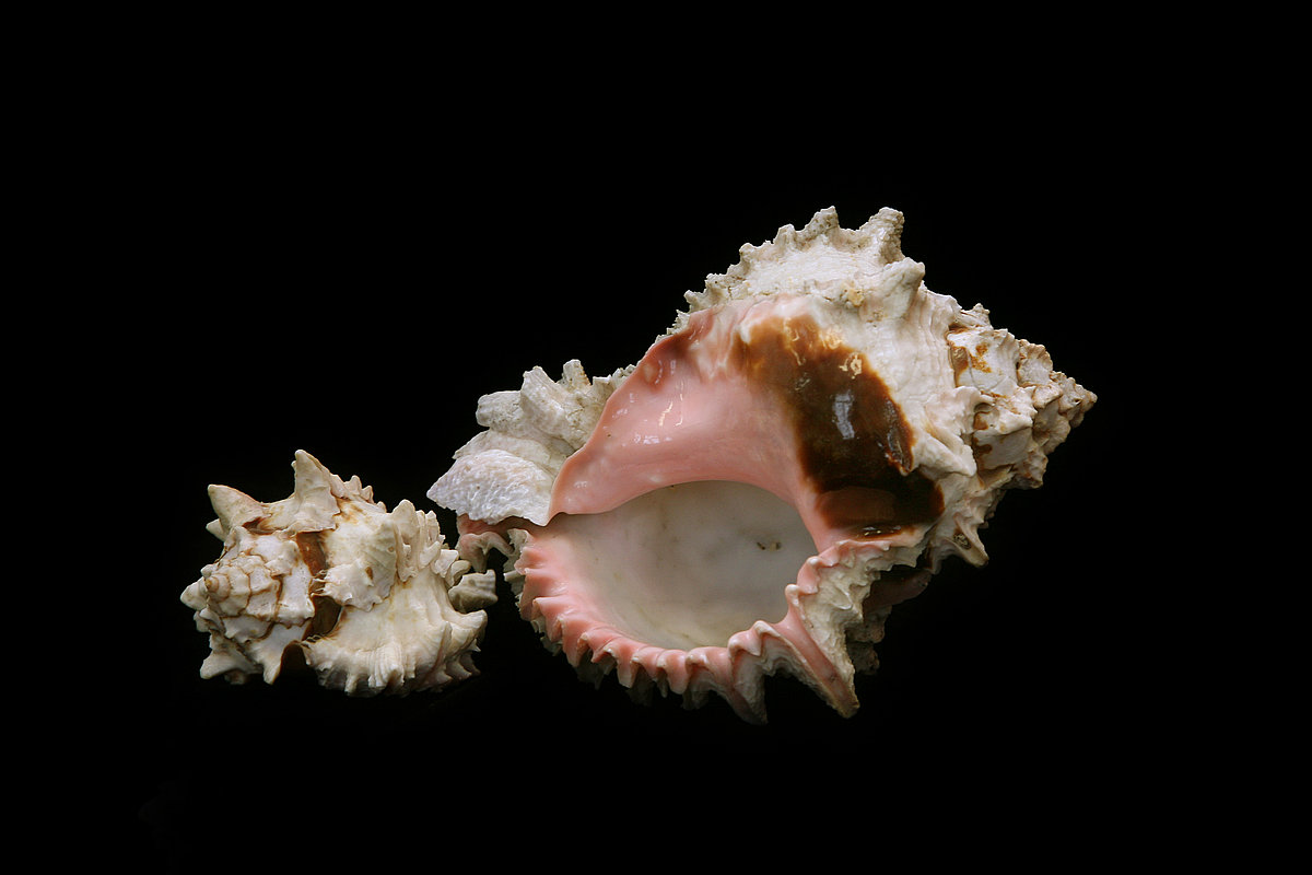 Karaliskais dzeloņgliemezis <i>Hexaplex regius</i> Karaliskais dzeloņgliemezis Hexaplex regius