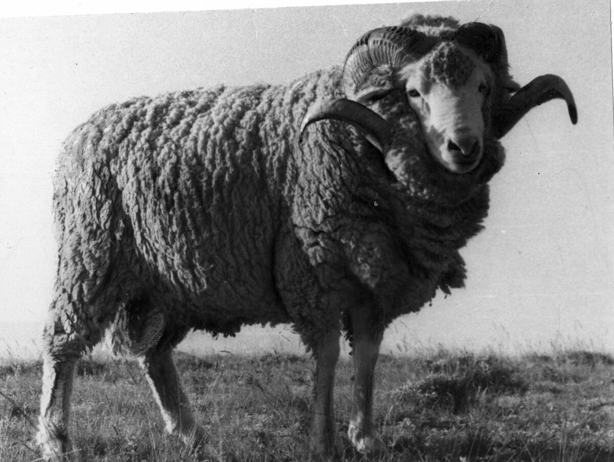 Arharamerīnu teķis - savvaļas arharu un merino šķirnes aitu krustojums. Foto: LU Muzeja krājums Arharamerīnu teķis - savvaļas arharu un merino šķirnes aitu krustojums. Foto: LU Muzeja krājums