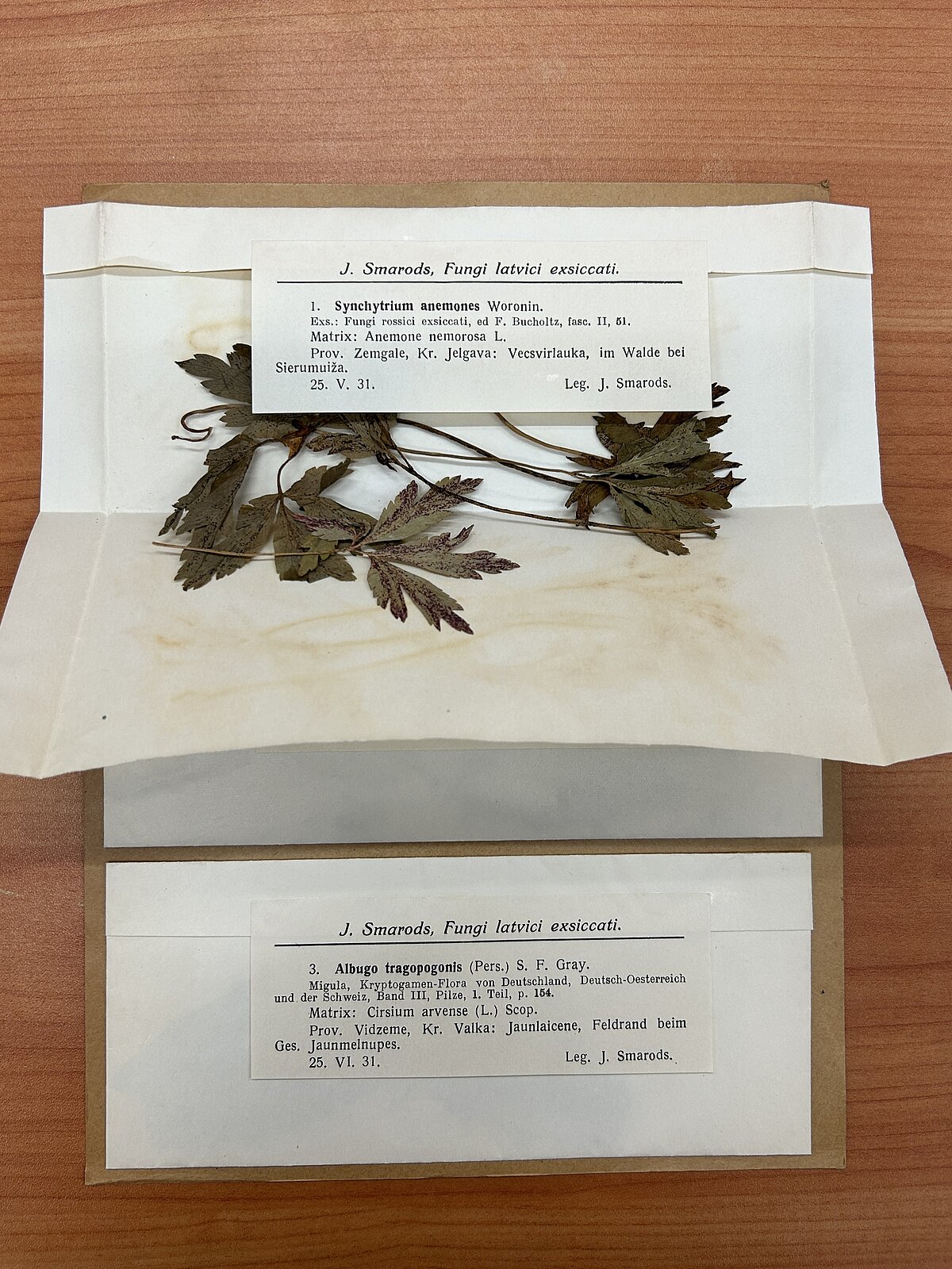 “Fungi latvici exiccati” 1. lapa ar atvērtu 1. paraugu. BOT16882 “Fungi latvici exiccati” 1. lapa ar atvērtu 1. paraugu. BOT16882