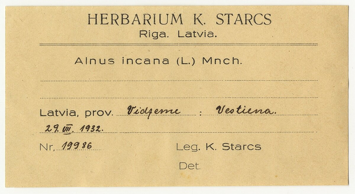 Kārļa Starca herbārija etiķete 1932. gada 29. jūlijā Vestienas pagastā ievāktajam baltalkšņa (Alnus incana (L.) Moench) paraugam. LU Muzeja krājums Kārļa Starca herbārija etiķete 1932. gada 29. jūlijā Vestienas pagastā ievāktajam baltalkšņa (Alnus incana (L.) Moench) paraugam. LU Muzeja krājums