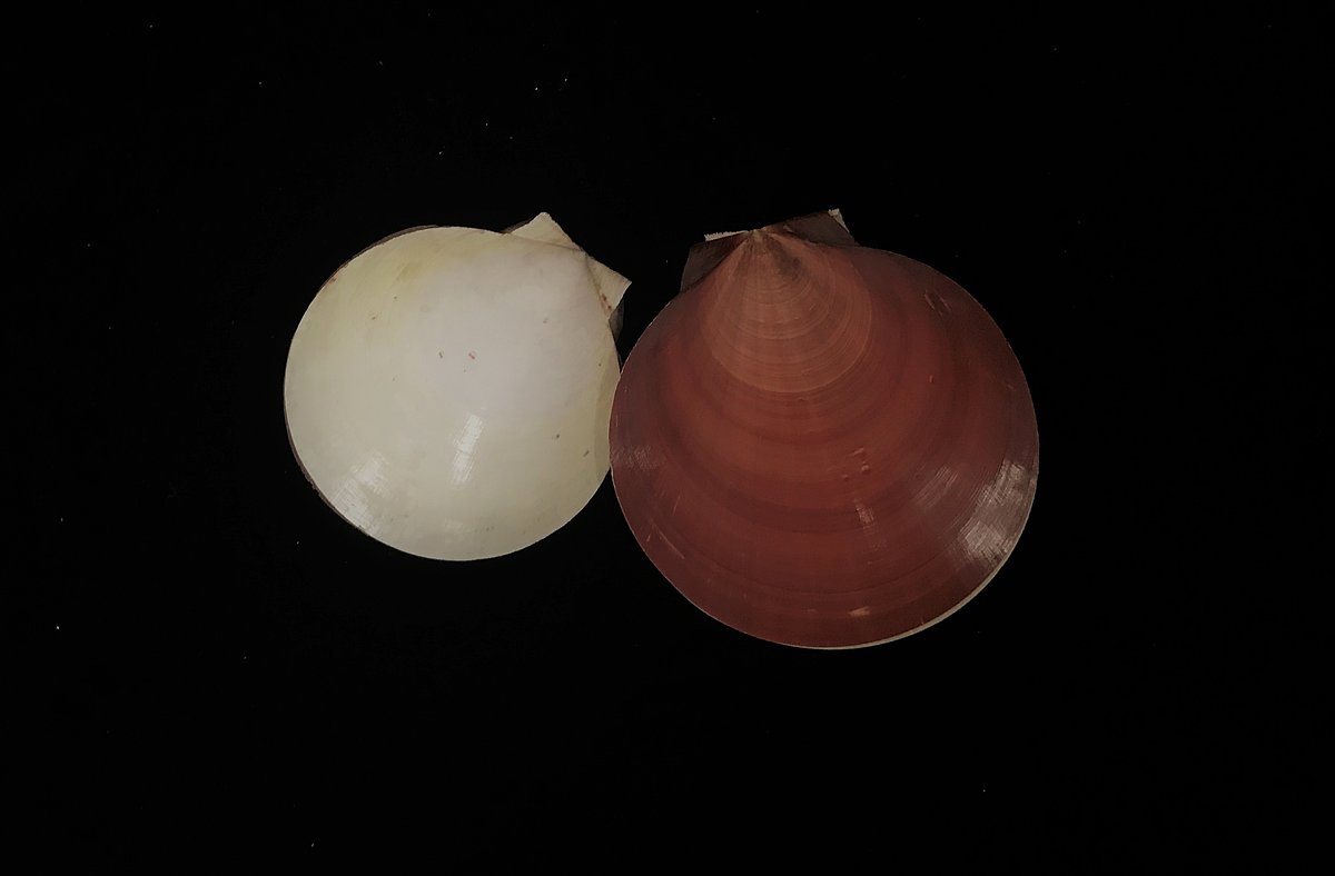 Gliemene ‘saule un mēness’ <i>Ylistrum japonicum</i> Gliemene ‘saule un mēness’ Ylistrum japonicum