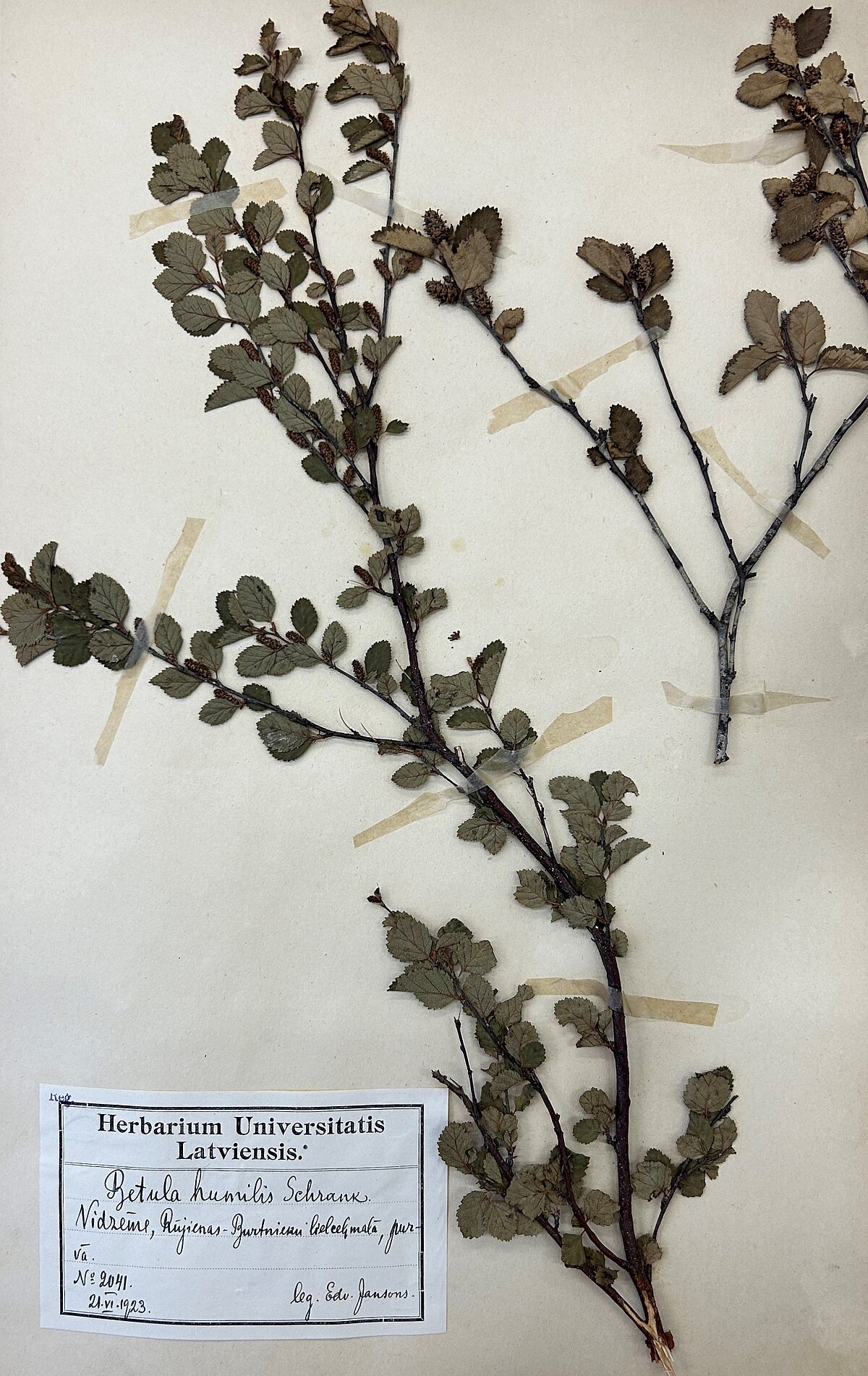 Zemā bērza herbārijs no Herbarium Latvicum. Ievācis E. Jansons 1923. gadā. BOT1540 Zemā bērza herbārijs no Herbarium Latvicum. Ievācis E. Jansons 1923. gadā. BOT1540