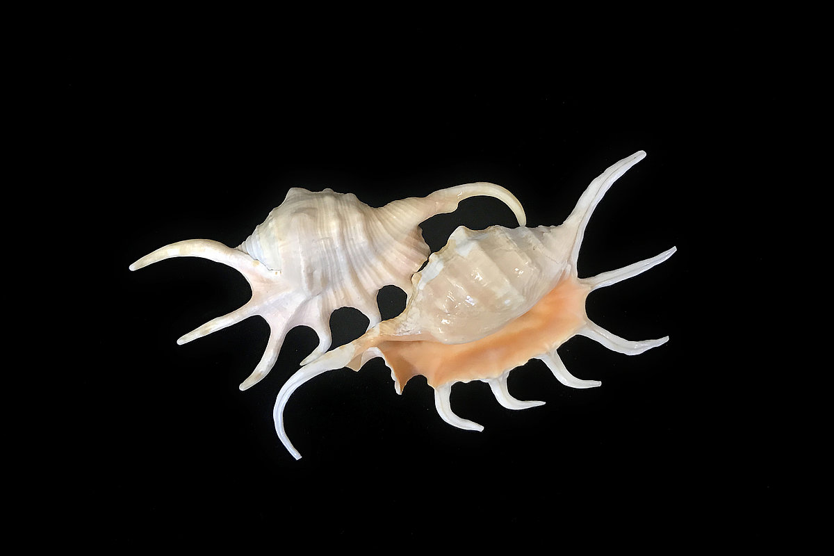 Oranžais zirnekļgliemezis <i>Lambis crocata</i> Oranžais zirnekļgliemezis Lambis crocata