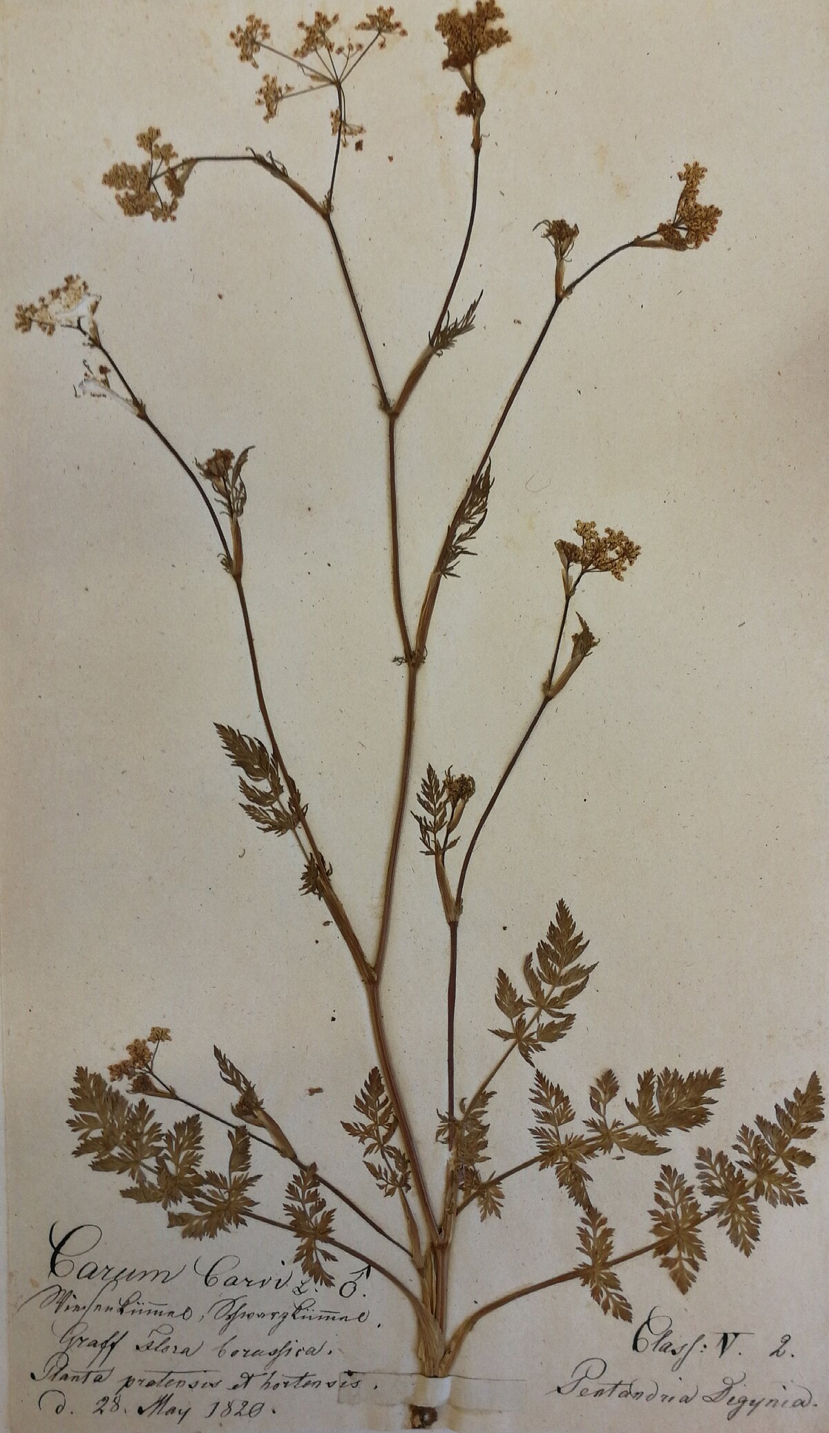 Herbarium Latvicum vecākais pļavas ķimenes herbārijs, ievākts 1820. gadā. LU Muzeja krājums Herbarium Latvicum vecākais pļavas ķimenes herbārijs, ievākts 1820. gadā. LU Muzeja krājums