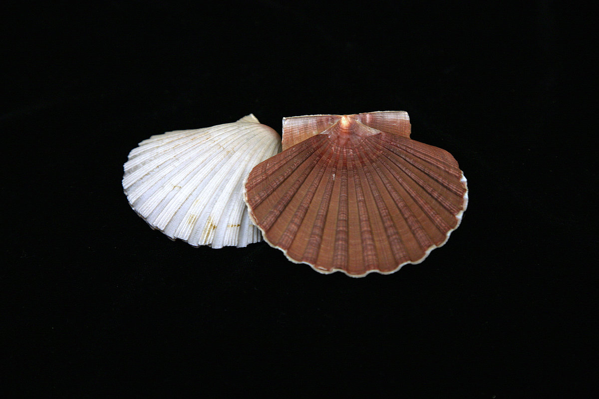 Jēkaba ķemmīšgliemene <i>Pecten jacobaeus</i> Jēkaba ķemmīšgliemene Pecten jacobaeus