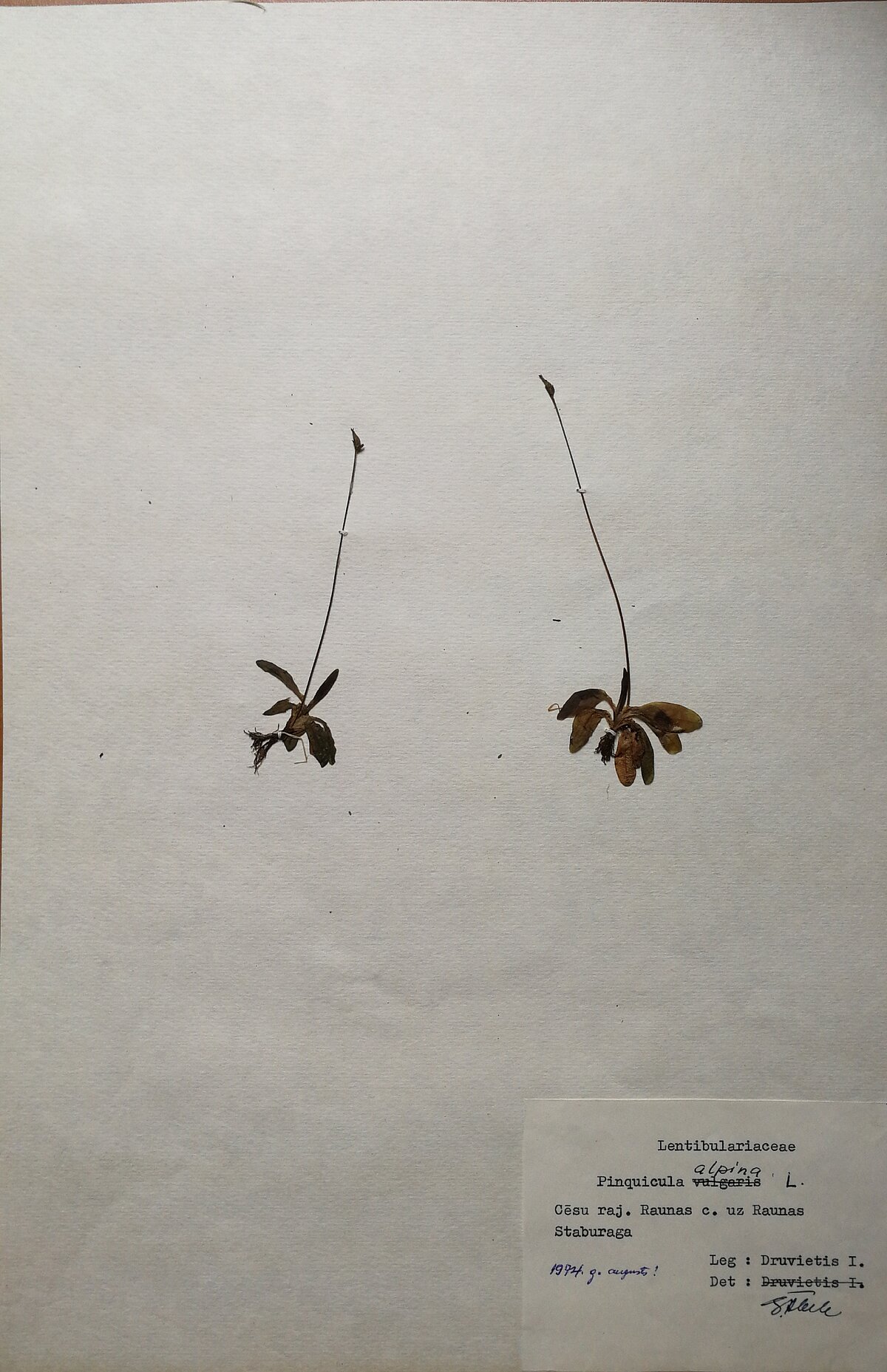 Pinguicula alpina herbārija eksemplārs. Ievākts Raunas Staburagā, 1961. gada augustā Kolektors I. Druvietis. Herbarium Latvicum Pinguicula alpina herbārija eksemplārs. Ievākts Raunas Staburagā, 1961. gada augustā Kolektors I. Druvietis. Herbarium Latvicum