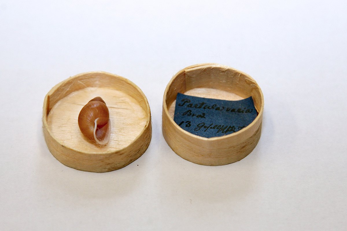 Partula varia
