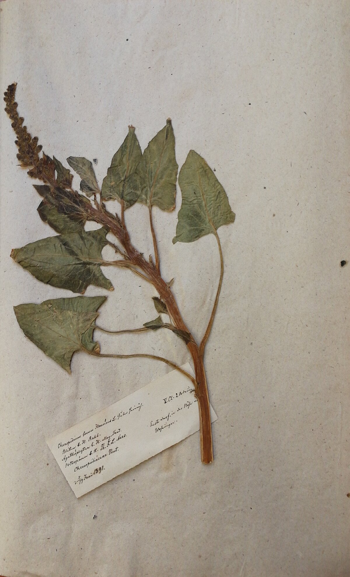 Labā Indriķa balandas paraugs J. Esera herbārijā. 1891. gads. LU Muzeja krājums Labā Indriķa balandas paraugs J. Esera herbārijā. 1891. gads. LU Muzeja krājums