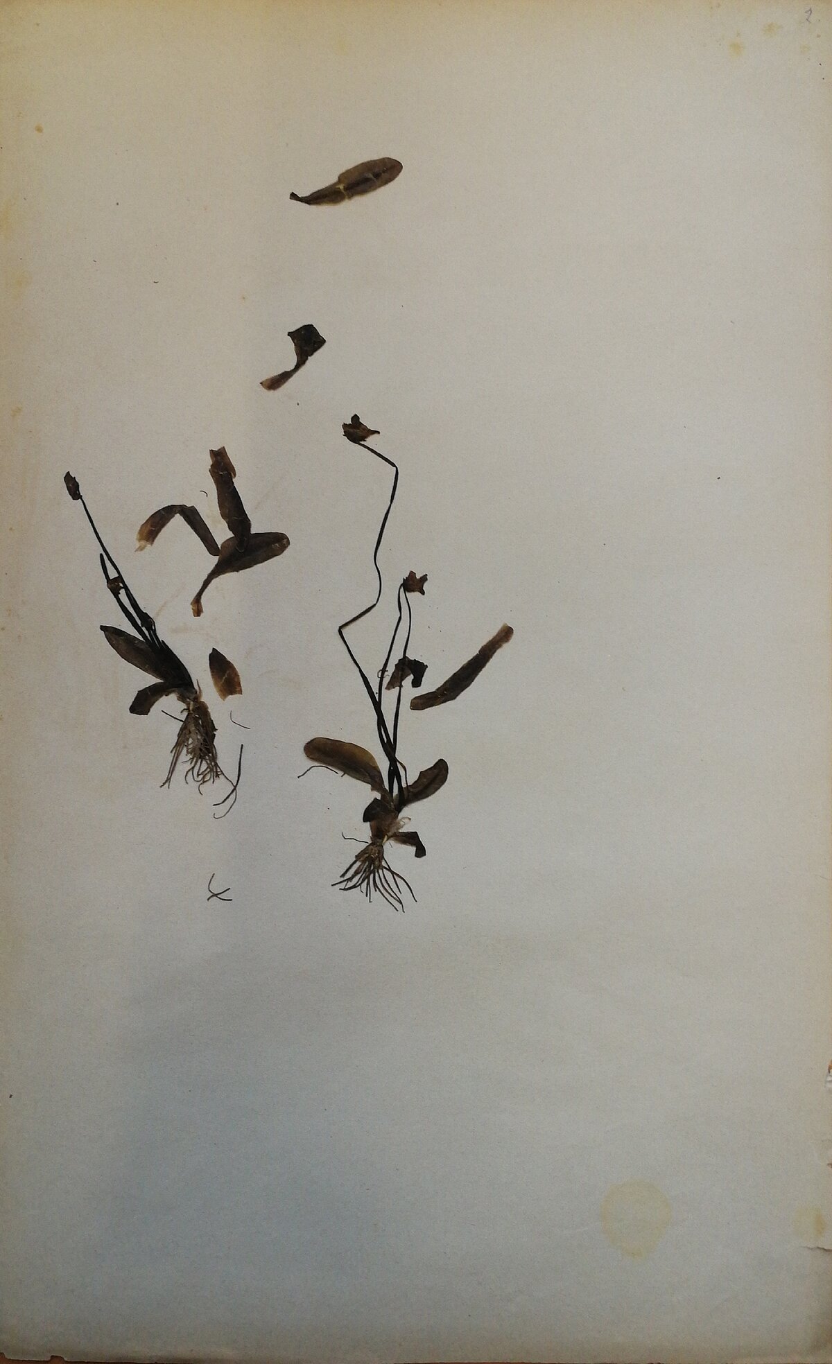 Pinguicula alpina herbārija eksemplārs. Ievākts Staburagā, 13.05.1884. Kolektors J. Ilsters. Ilstera herbārijs. Pinguicula alpina herbārija eksemplārs. Ievākts Staburagā, 13.05.1884. Kolektors J. Ilsters. Ilstera herbārijs.