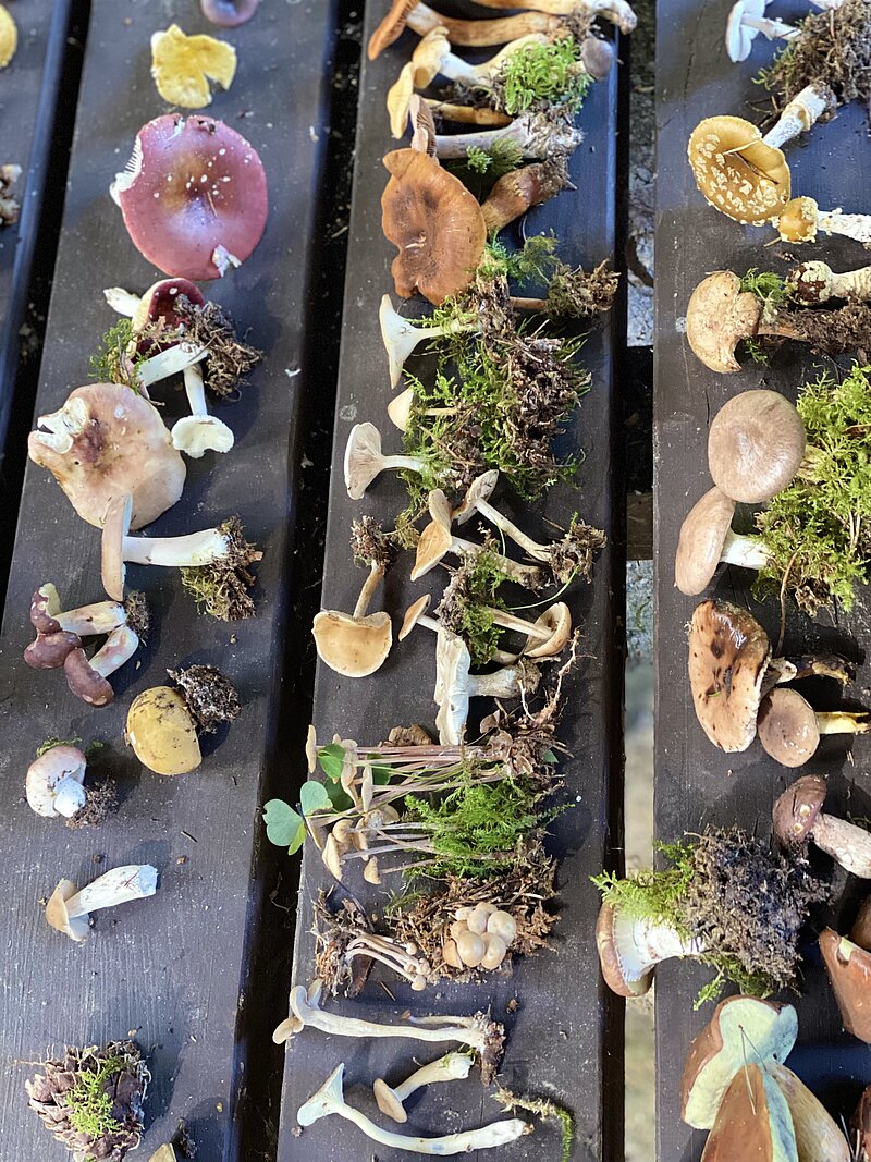 Sēņu izmantošanas tradīcijas folklorā – nodarbība vidusskolēniem 