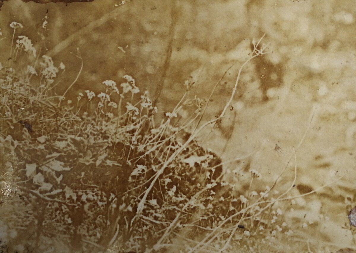 Fotogrāfija. Pinguicula alpina Staburagā. Foto: K. R. Kupfers 1907. gads. Herbarium Balticum Fotogrāfija. Pinguicula alpina Staburagā. Foto: K. R. Kupfers 1907. gads. Herbarium Balticum