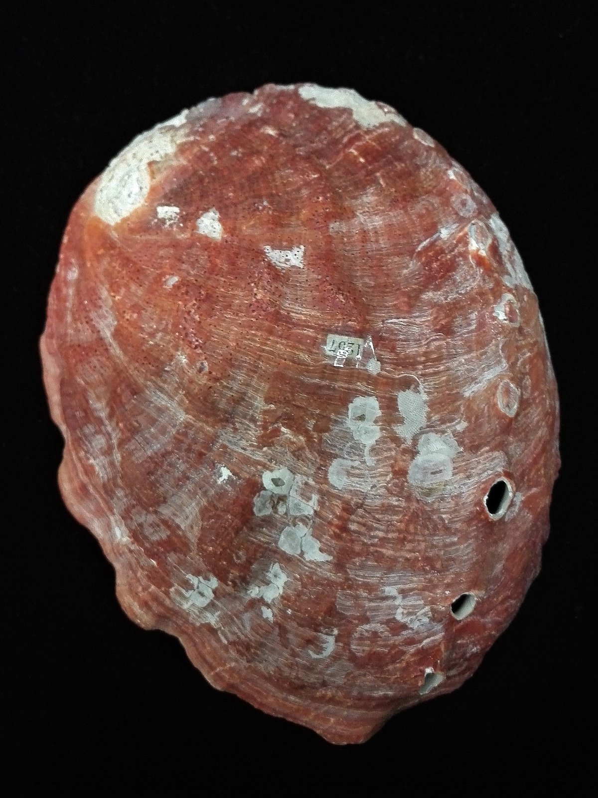 Sārtās jūrasauss <i>Haliotis rufescens</i> čaula ar nenoslīpētu virspusi, uz kuras redzami dažādu apaugumu atliekas. Sārtās jūrasauss <i>Haliotis rufescens</i> čaula ar nenoslīpētu virspusi, uz kuras redzami dažādu apaugumu atliekas.