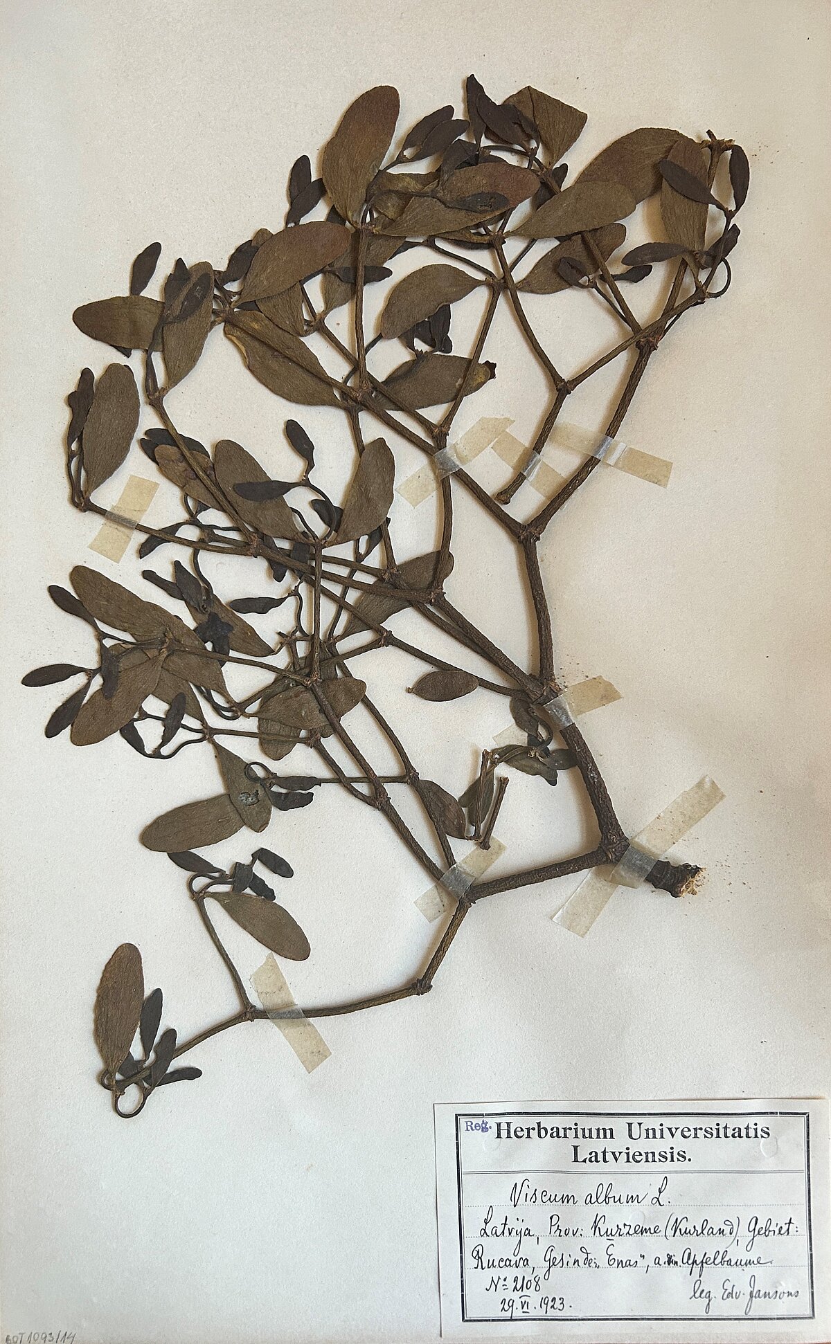 Baltā āmuļa herbārijs no Herbarium Latvicum. Ievācis E. Jansons 1923. gadā. BOT1093 Baltā āmuļa herbārijs no Herbarium Latvicum. Ievācis E. Jansons 1923. gadā. BOT1093