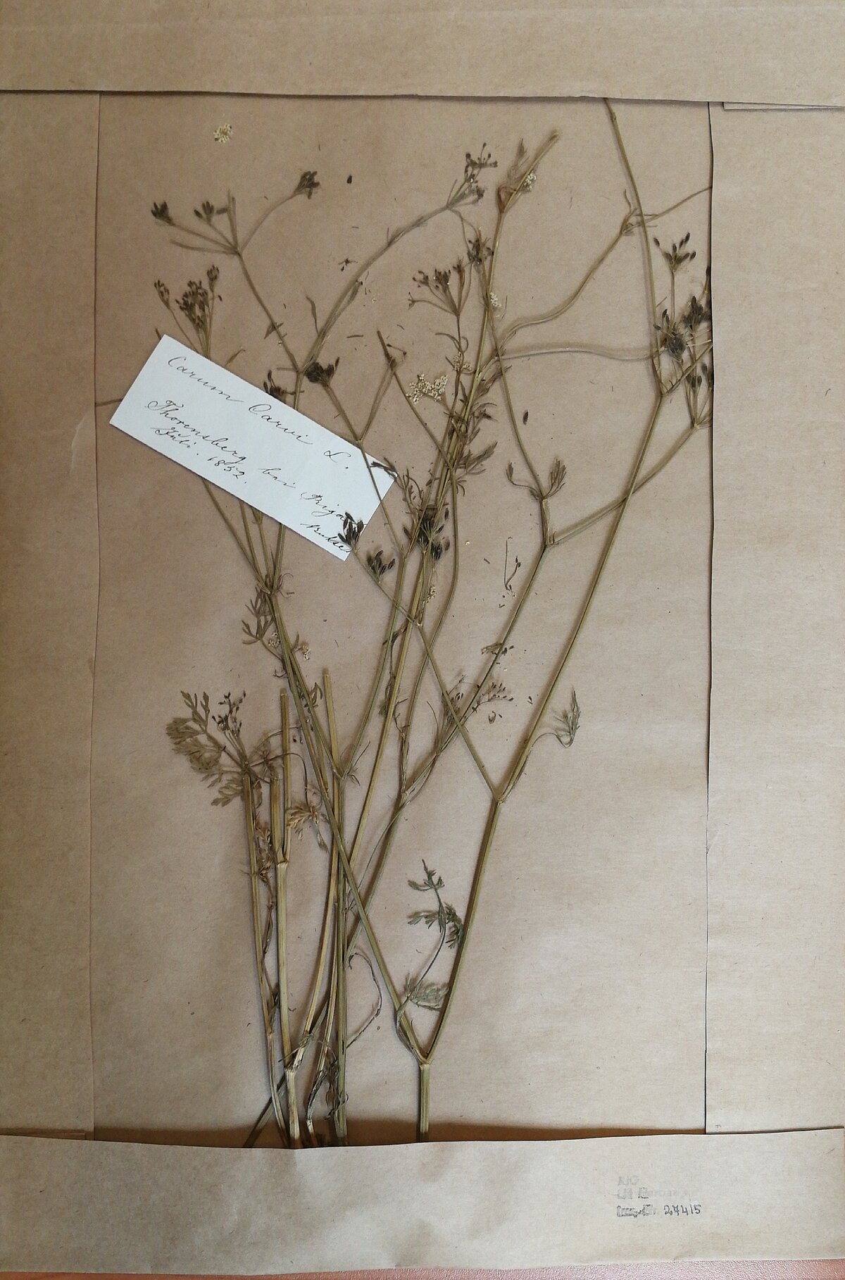 Pļavas ķimene, ievākta Rīgā Torņkalnā 1852. gada jūlijā, kolektors F. A. Būze. LU Muzeja krājums Pļavas ķimene, ievākta Rīgā Torņkalnā 1852. gada jūlijā, kolektors F. A. Būze. LU Muzeja krājums