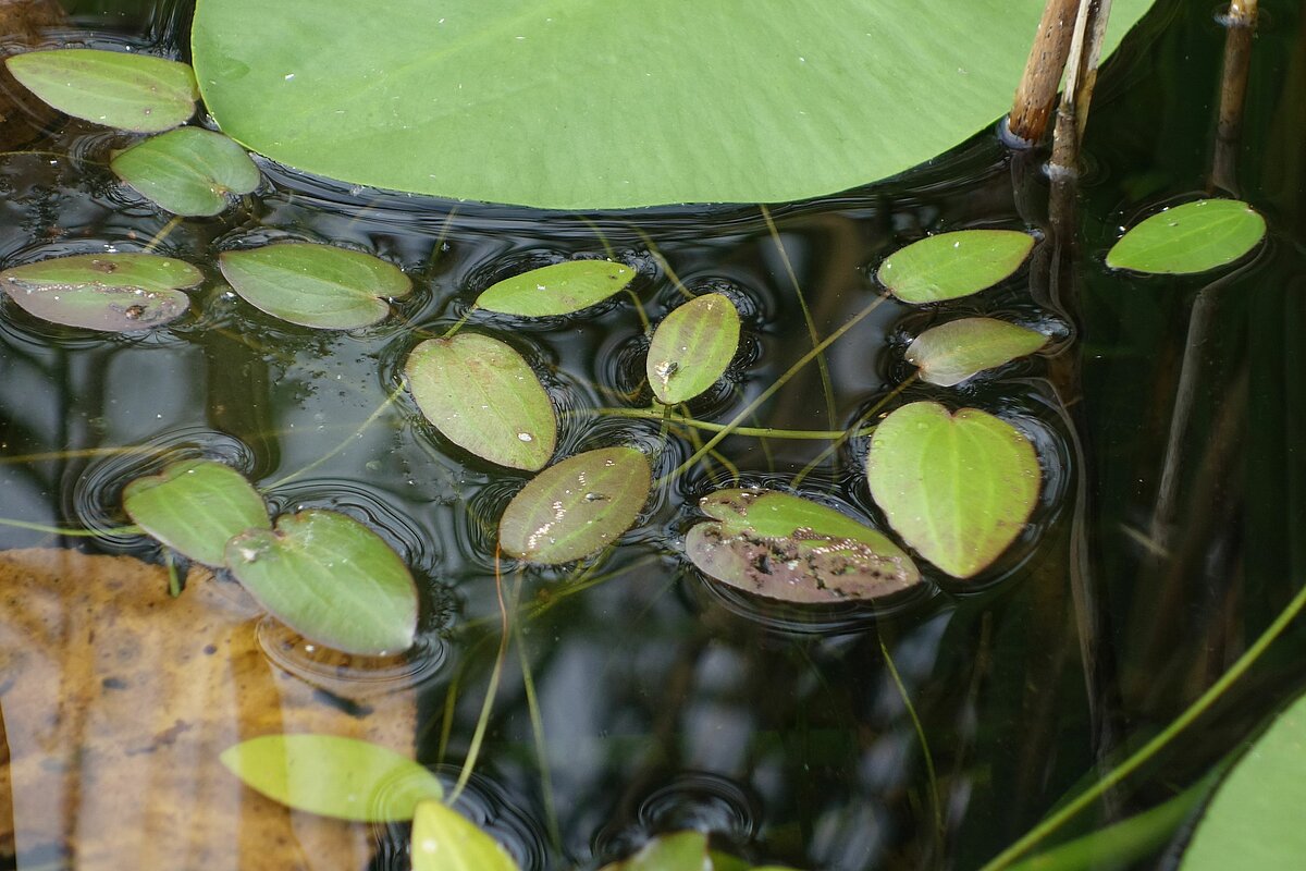 Jaunatklātā augu suga - sirdlapu kaldēzijas Caldesia paranssifolia. Foto: Laura Grīnberga