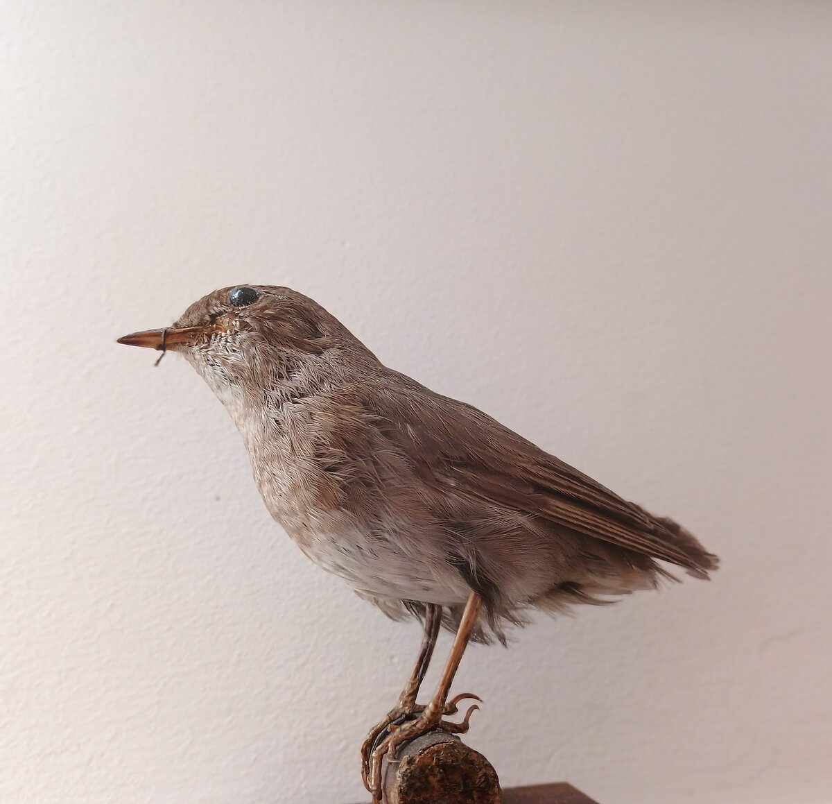 Lakstīgalas (Luscinia luscinia) izbāzenis, LU Muzeja Zooloģijas kolekciju krājums Lakstīgalas (Luscinia luscinia) izbāzenis, LU Muzeja Zooloģijas kolekciju krājums