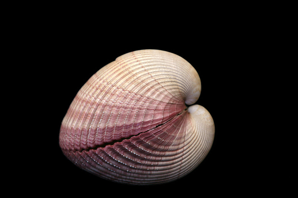 Lielā sirsniņgliemene <i>Cardium sp.</i> Lielā sirsniņgliemene Cardium sp.