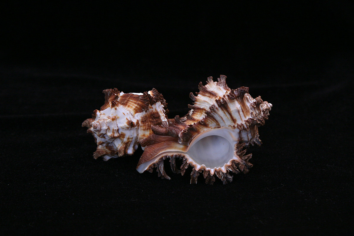 Cigoriņu dzeloņgliemezis <i>Hexaplex cichoreus</i> Cigoriņu dzeloņgliemezis Hexaplex cichoreus