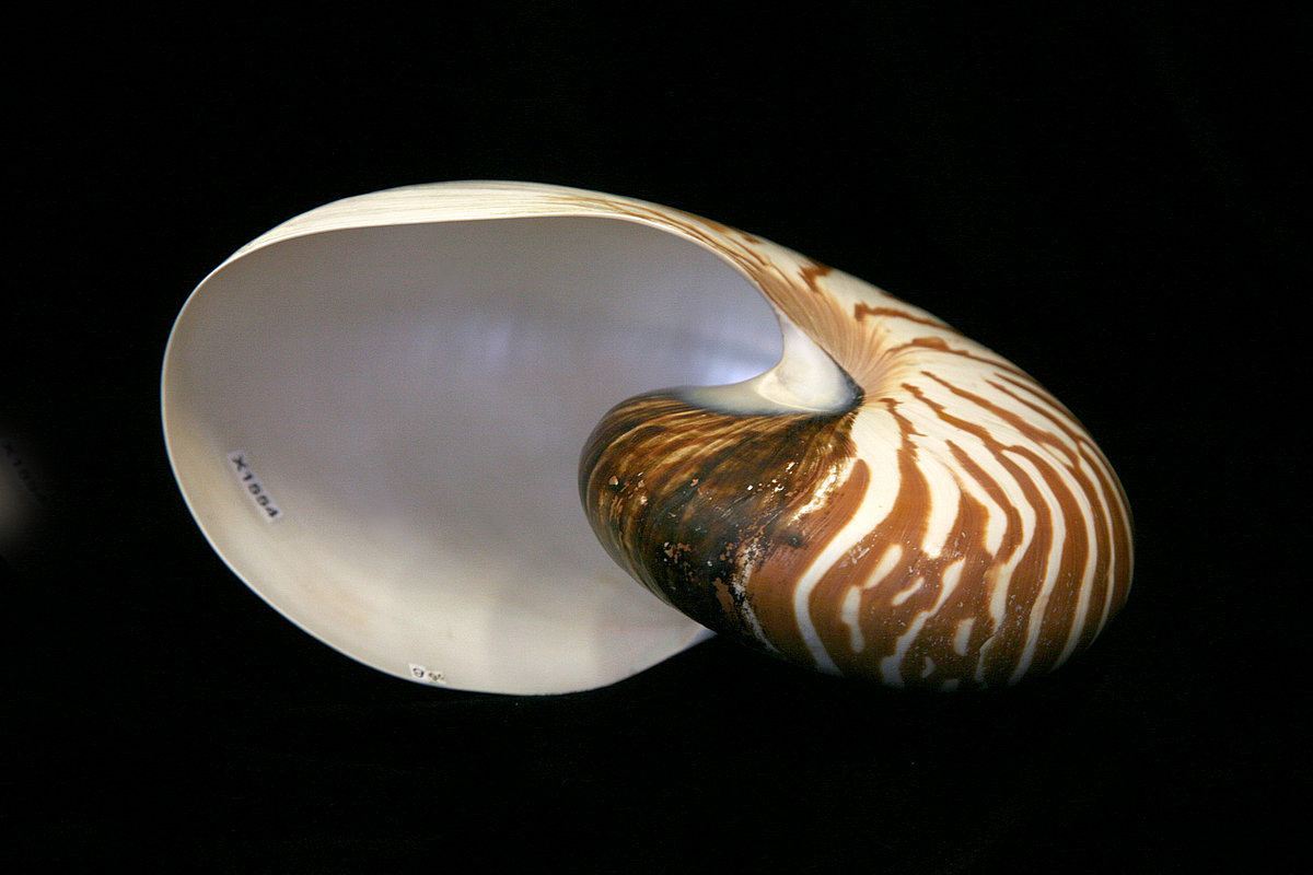 Galvkājis ‘Pērļkuģītis jeb Nautils’ <i>Nautilius pompilius</i> Galvkājis ‘Pērļkuģītis jeb Nautils’ Nautilius pompilius