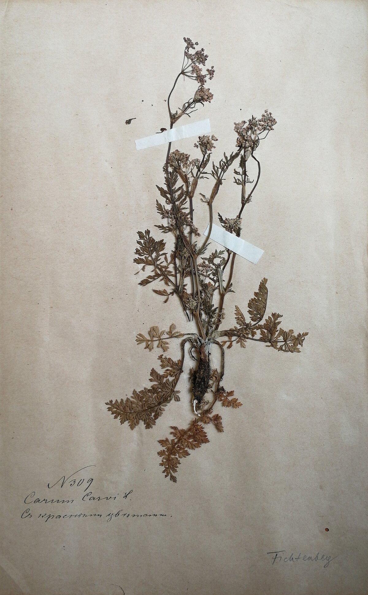 Pļavas ķimenes herbārijs ar sarkaniem ziediem no Fichtenberga herbārija, ievākts visticamāk 19. gadsimta beigās. LU Muzeja krājums Pļavas ķimenes herbārijs ar sarkaniem ziediem no Fichtenberga herbārija, ievākts visticamāk 19. gadsimta beigās. LU Muzeja krājums