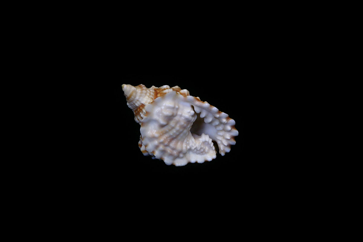 Gliemezis ‘neparastais ānuss’ <i>Distorsius anus</i> Gliemezis ‘neparastais ānuss’ Distorsius anus