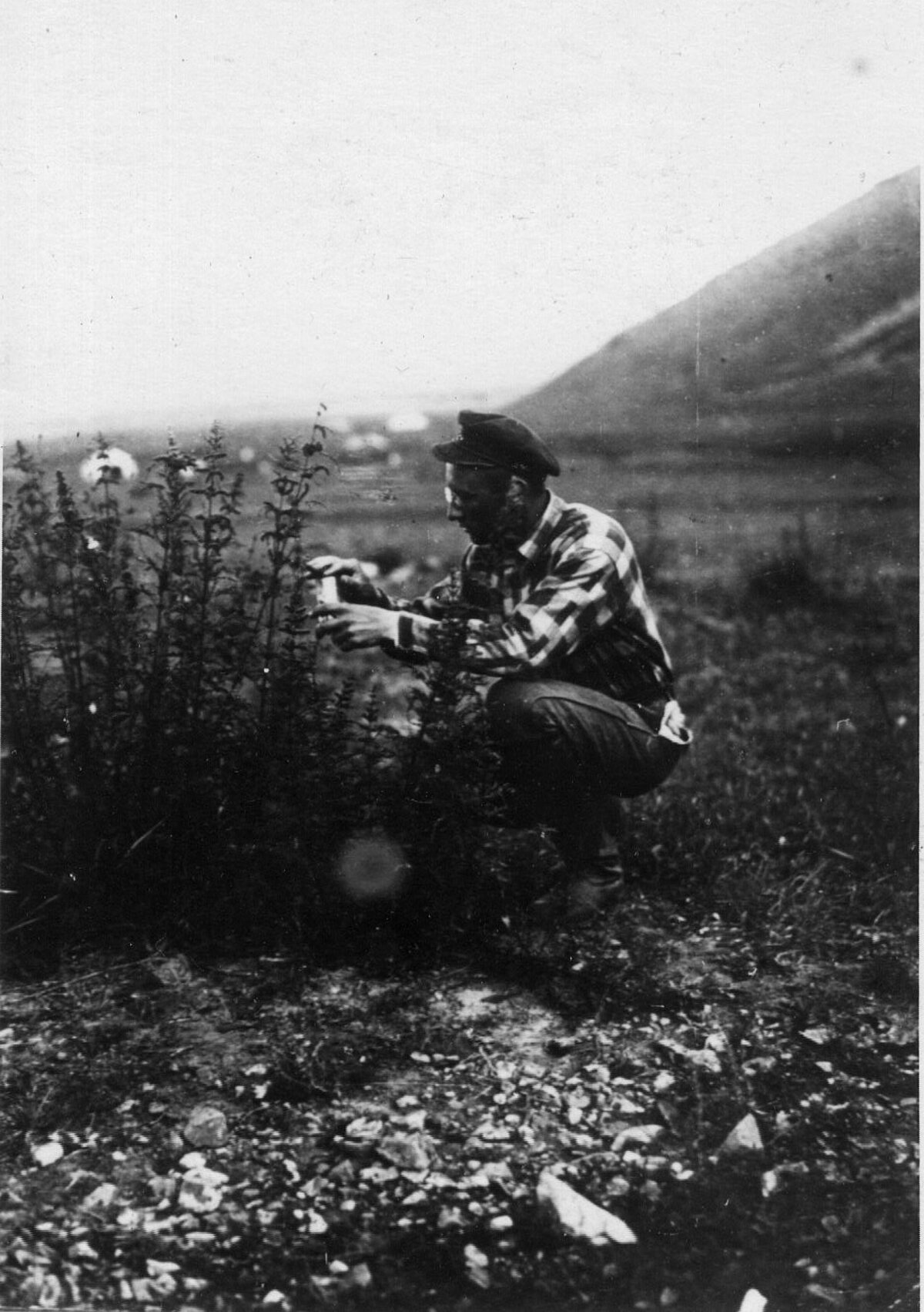 Jānis Lūsis 1931. gadā, Mongolijā, ievācot mārītes. Foto: LU Muzeja krājums Jānis Lūsis 1931. gadā, Mongolijā, ievācot mārītes. Foto: LU Muzeja krājums