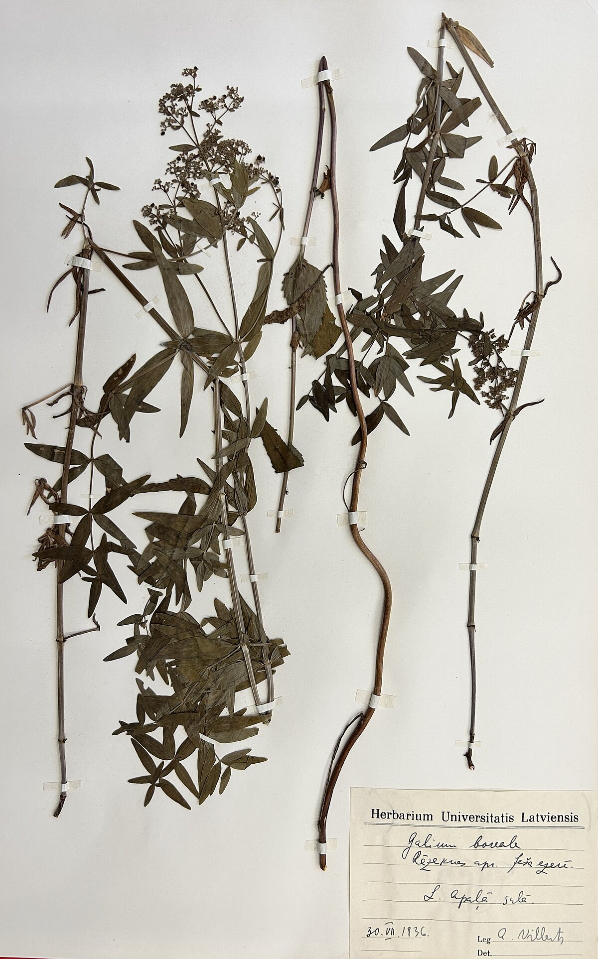 Ziemeļu madaras (Galium boreale) herbārijs. Ievācis A. Villerts Ješa ezera Lielā Apaļā salā 1936. gada 30. jūlijā. Foto: LU Muzeja krājums Ziemeļu madaras (Galium boreale) herbārijs. Ievācis A. Villerts Ješa ezera Lielā Apaļā salā 1936. gada 30. jūlijā. Foto: LU Muzeja krājums