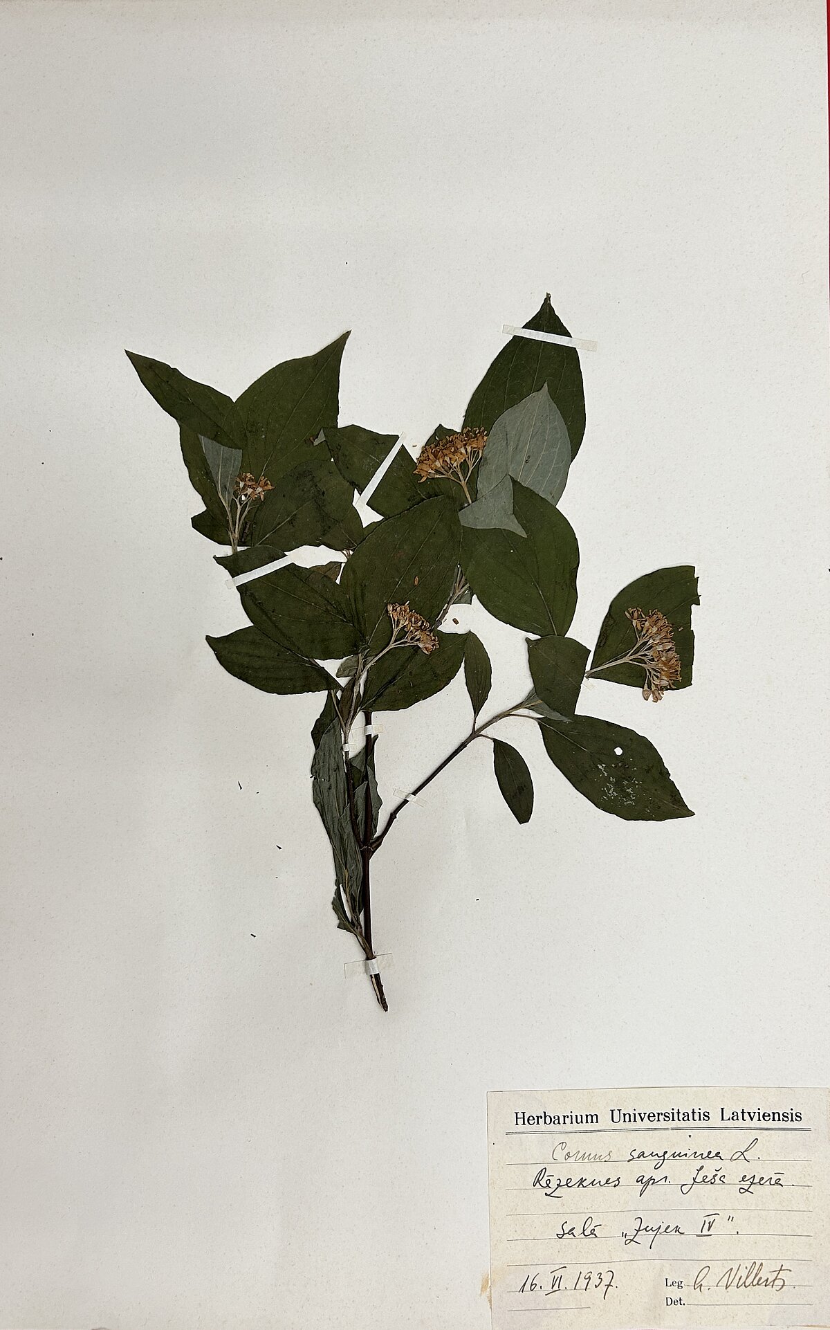 Asinsarkanā grimoņa (Swida sanguinea syn. Cornus sanguinea) herbārijs. Ievācis A. Villerts Ješa ezera Zujek IV salā 1937. gada 16. jūnijā. Foto: LU Muzeja krājums Asinsarkanā grimoņa (Swida sanguinea syn. Cornus sanguinea) herbārijs. Ievācis A. Villerts Ješa ezera Zujek IV salā 1937. gada 16. jūnijā. Foto: LU Muzeja krājums