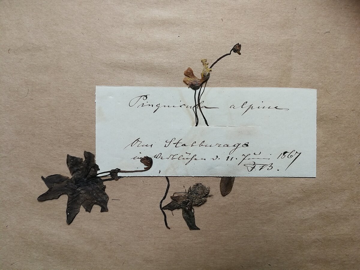 Senākais Latvijā ievāktais Pinguicula alpina herbārija eksemplārs. Ievākts Staburagā, 11.06.1867. Kolektors F. B.. Herbarium Latvicum Senākais Latvijā ievāktais Pinguicula alpina herbārija eksemplārs. Ievākts Staburagā, 11.06.1867. Kolektors F. B.. Herbarium Latvicum