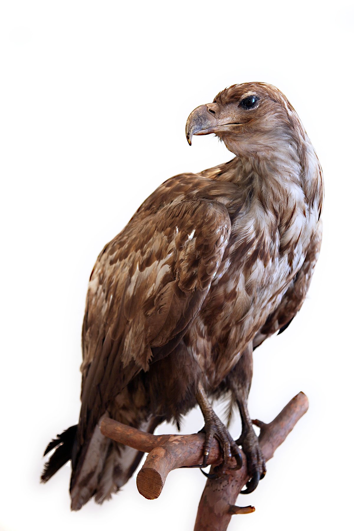 Latvijas fauns retums kā jūras ērglis Haliaetus abicila. Foto: S. Livdāne