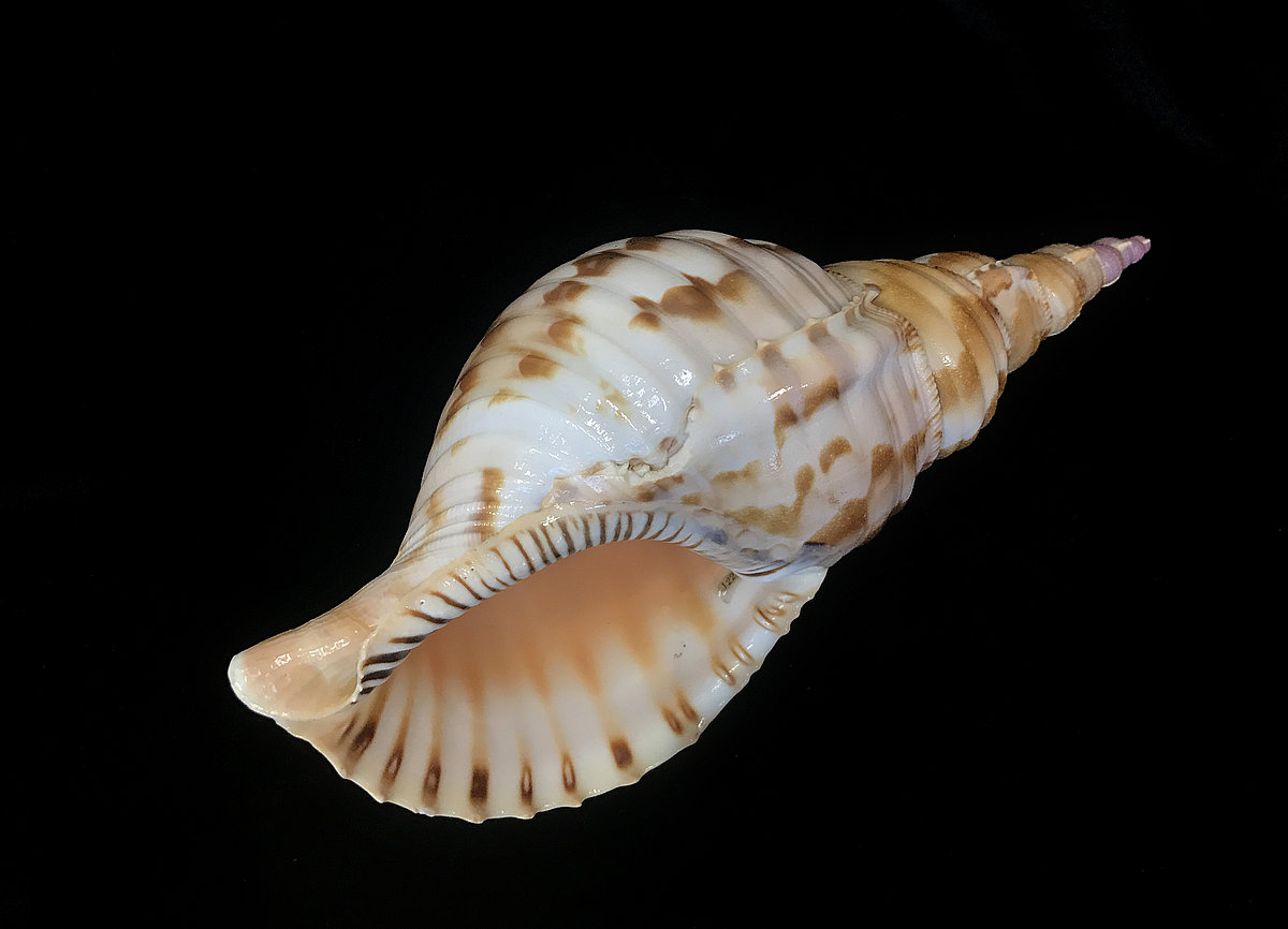 Gliemezis ‘Tritona rags’ <i>Charonia tritonis</i> Gliemezis ‘Tritona rags’ Charonia tritonis