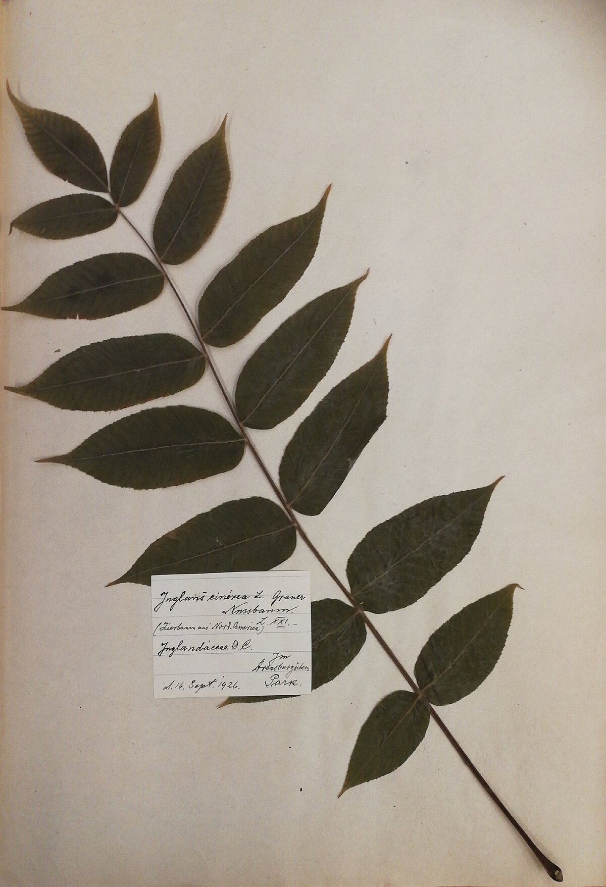 J. Esera pēdējais ievāktais herbārijs 1926. gada 16. septembrī Kuresāres parkā. LU Muzeja krājums J. Esera pēdējais ievāktais herbārijs 1926. gada 16. septembrī Kuresāres parkā. LU Muzeja krājums