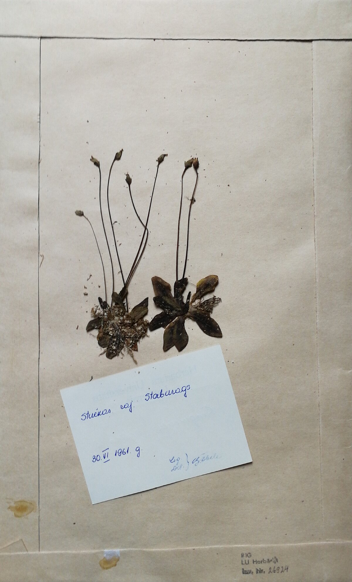 Pinguicula alpina herbārija eksemplārs. Ievākts Staburagā, 30.06.1961. Kolektore G. Ābele. Herbarium Latvicum Pinguicula alpina herbārija eksemplārs. Ievākts Staburagā, 30.06.1961. Kolektore G. Ābele. Herbarium Latvicum