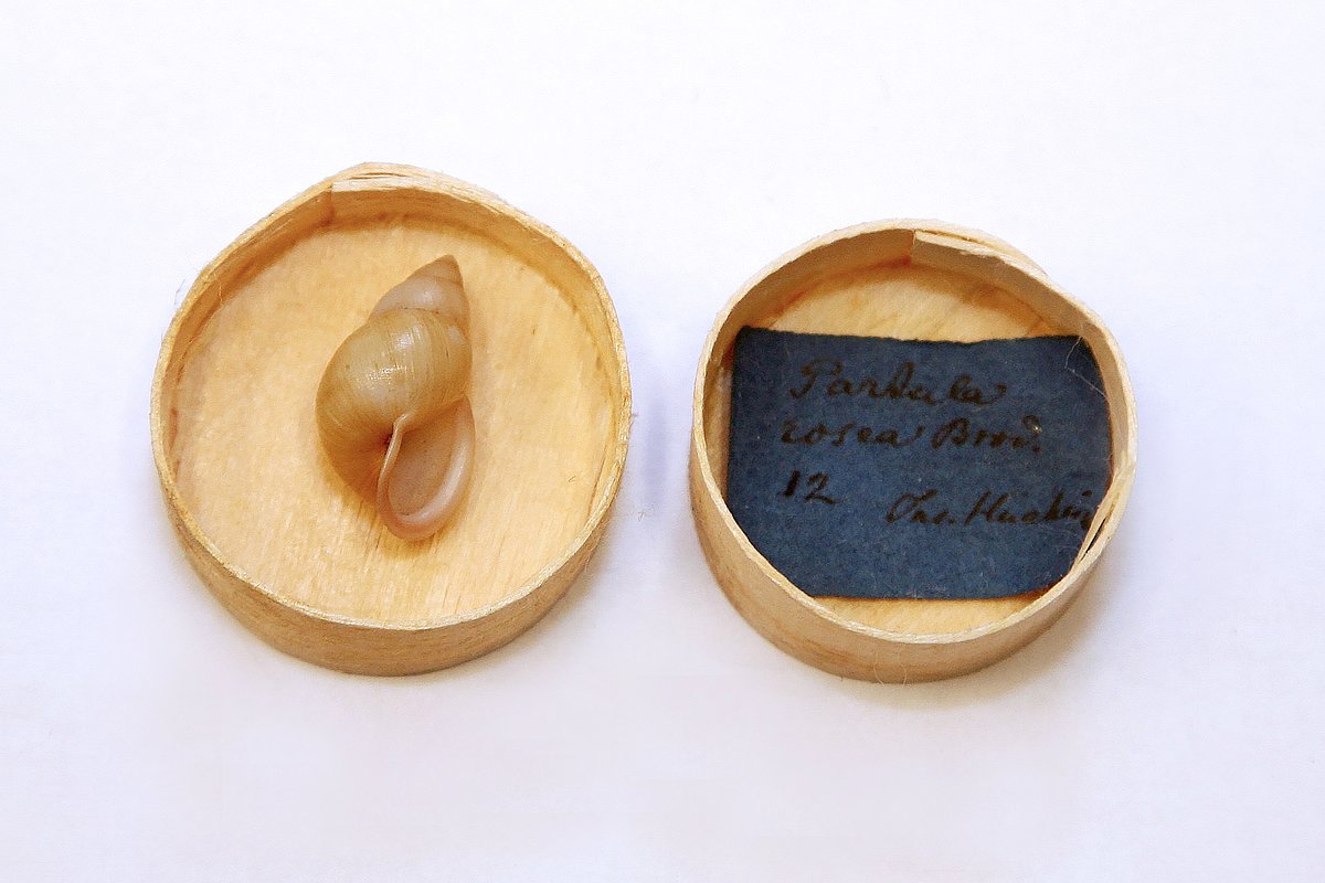 Partula glutinosa (Foto: Sarmīte Livdāne) Partula glutinosa (Foto: Sarmīte Livdāne)