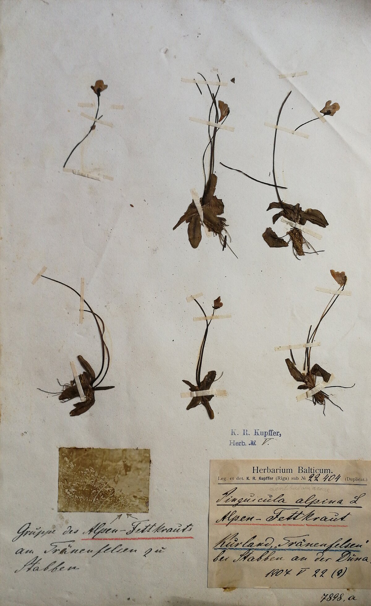 Pinguicula alpina herbārija eksemplārs ar fotogrāfiju. Ievākts Staburagā, 1907. gada 22. maijā. Kolektors K. R. Kupfers. Herbarium Balticum Pinguicula alpina herbārija eksemplārs ar fotogrāfiju. Ievākts Staburagā, 1907. gada 22. maijā. Kolektors K. R. Kupfers. Herbarium Balticum