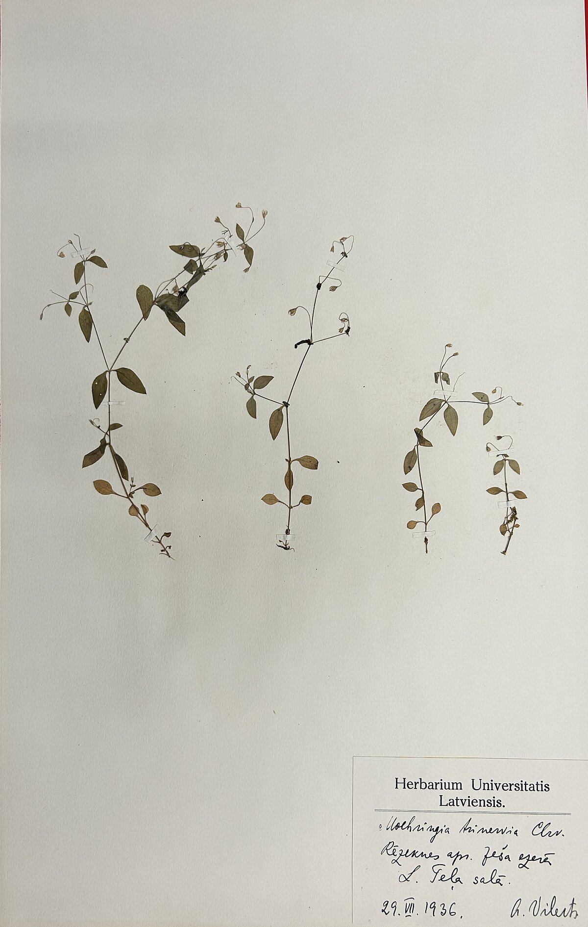 Trejdzīslu mēringijas (Moehringia trinervia) herbārijs. Ievācis A. Villerts Ješa ezera Lielā Teļa salā 1936. gada 29. jūlijā. Foto: LU Muzeja krājums Trejdzīslu mēringijas (Moehringia trinervia) herbārijs. Ievācis A. Villerts Ješa ezera Lielā Teļa salā 1936. gada 29. jūlijā. Foto: LU Muzeja krājums