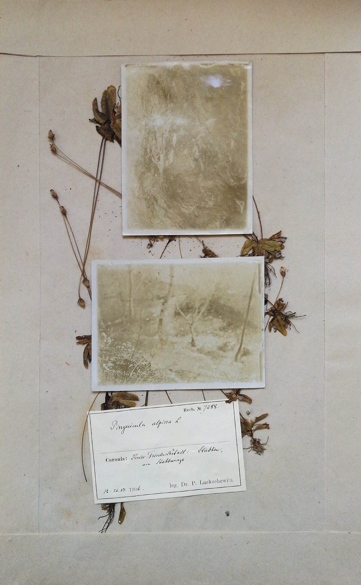 Pinguicula alpina herbārija eksemplārs ar fotogrāfijām. Ievākts Staburagā, 1906. gada 12. jūnijā. Kolektors P. Lakševics. Herbarium Lakshewitzi Pinguicula alpina herbārija eksemplārs ar fotogrāfijām. Ievākts Staburagā, 1906. gada 12. jūnijā. Kolektors P. Lakševics. Herbarium Lakshewitzi