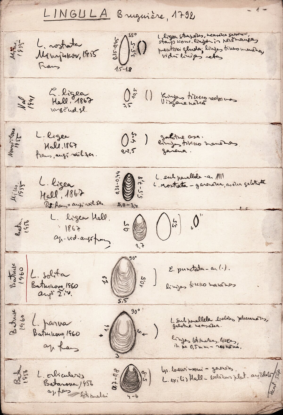 Pleckāju (lingulu) zīmējumi uz 9 lapām. Uzsvērtas apm. 70 sugu īpatnības un raksturīgās pazīmes. V. Grāvītis uzskatīja, ka pareizs zīmējums ļauj sugas attēlot labāk, nekā atsevišķu paraugu fotogrāfijas Pleckāju (lingulu) zīmējumi uz 9 lapām. Uzsvērtas apm. 70 sugu īpatnības un raksturīgās pazīmes. V. Grāvītis uzskatīja, ka pareizs zīmējums ļauj sugas attēlot labāk, nekā atsevišķu paraugu fotogrāfijas