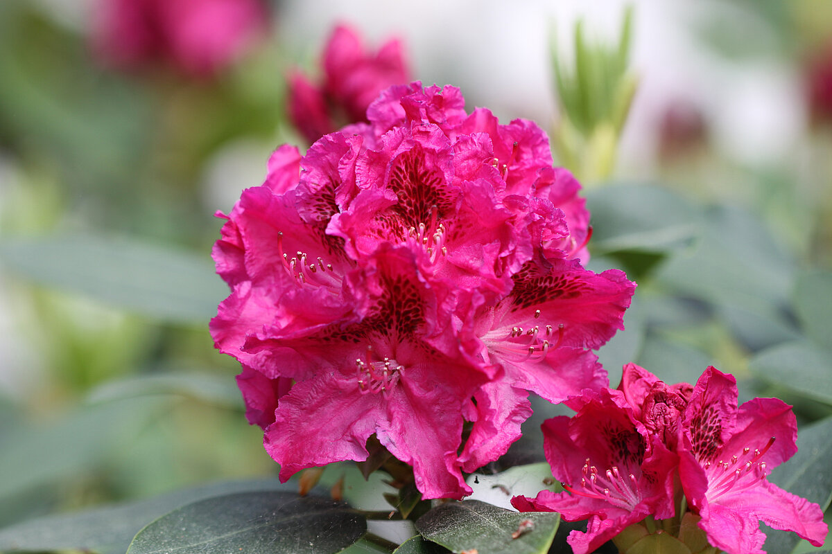 Mecenātes Dagnijas Rūses vārdā nosauktais rododendrs