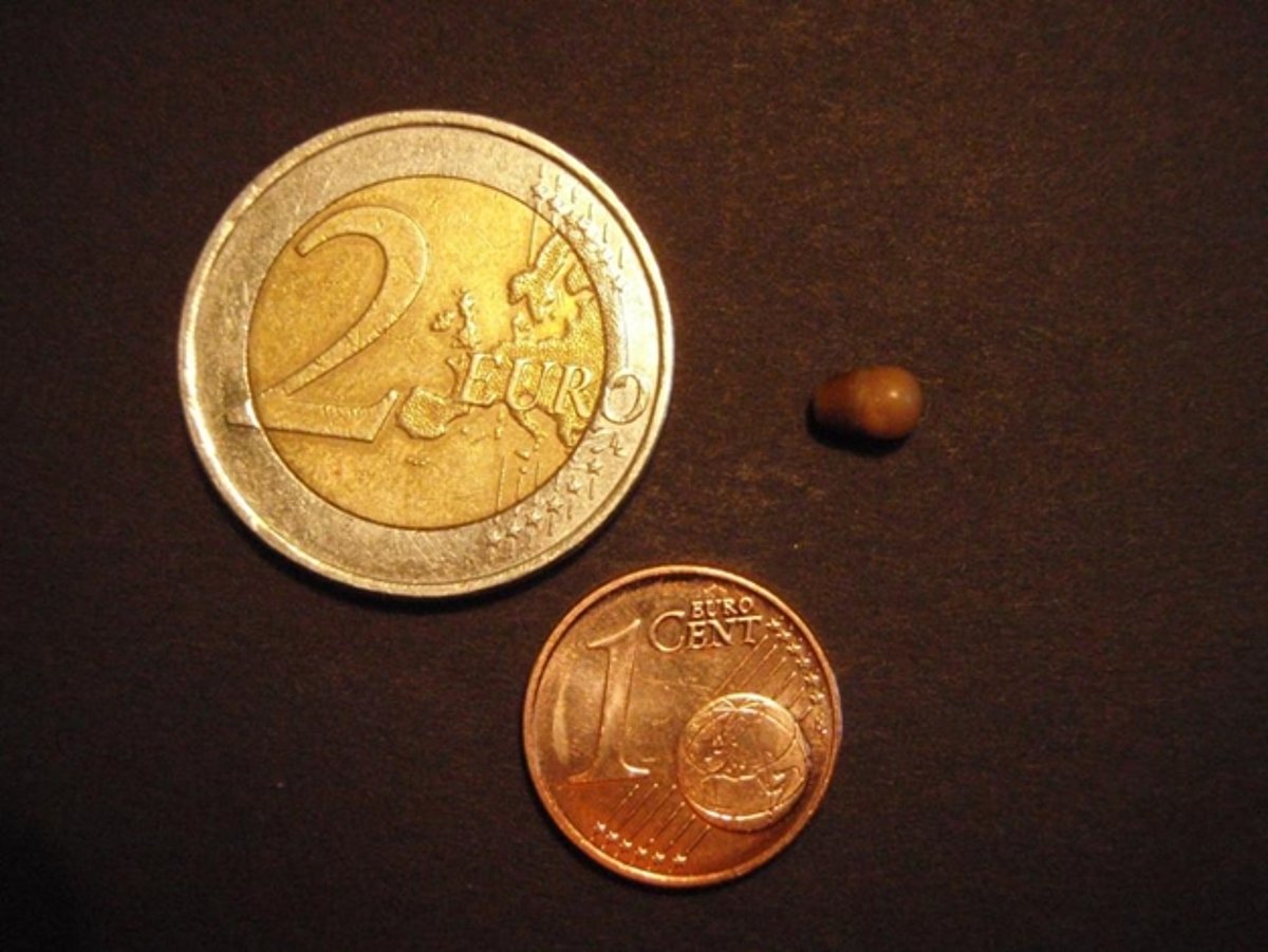 Brūns veidojums ar iežmaugu. LU Muzeja krājums, R. Kampes kolekcija. (Monētas mērogam.) Brūns veidojums ar iežmaugu. LU Muzeja krājums, R. Kampes kolekcija. (Monētas mērogam.)